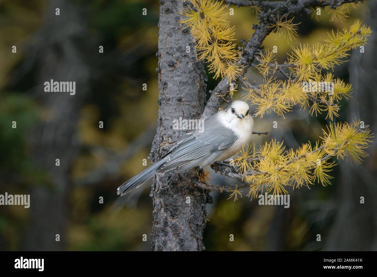 Grey jay Bird in the Valley of the Ten Peaks, Banff National Park,Canadian Rockies Stock Photo