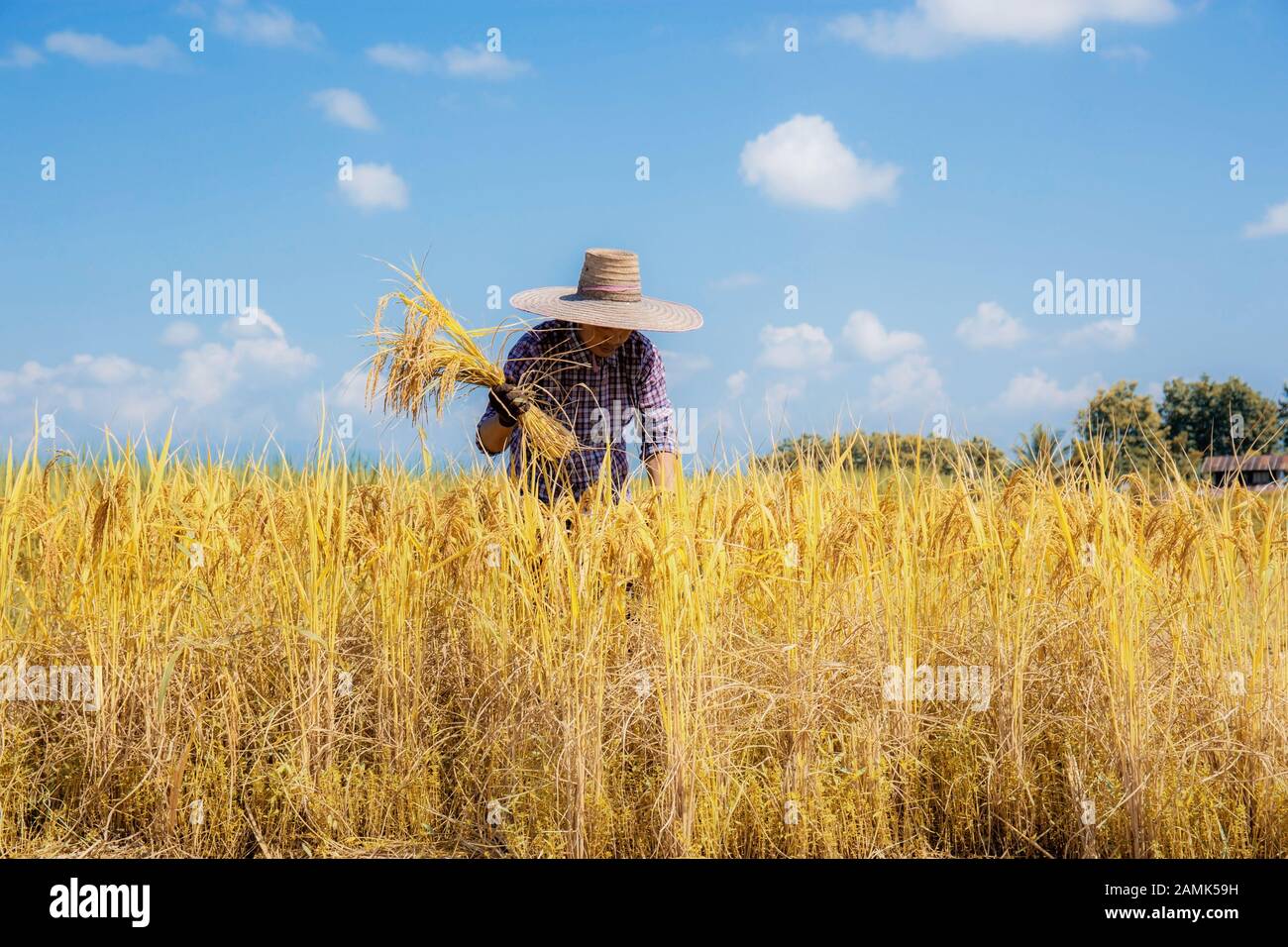 Farmers are harvesting rice in fields with the blue sky Stock Photo Alamy