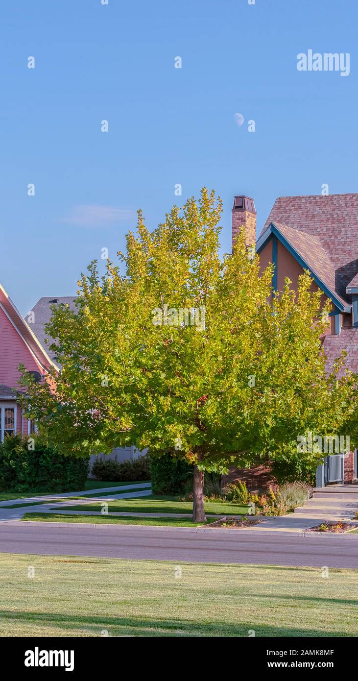 Vertical frame Modern urban houses on a tree lined street Stock Photo ...