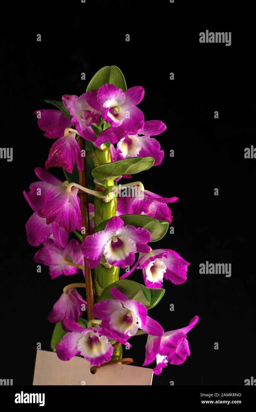 pink and white orchid on black background. Orchid flower. Dendrobium, macro orchids. Stock Photo