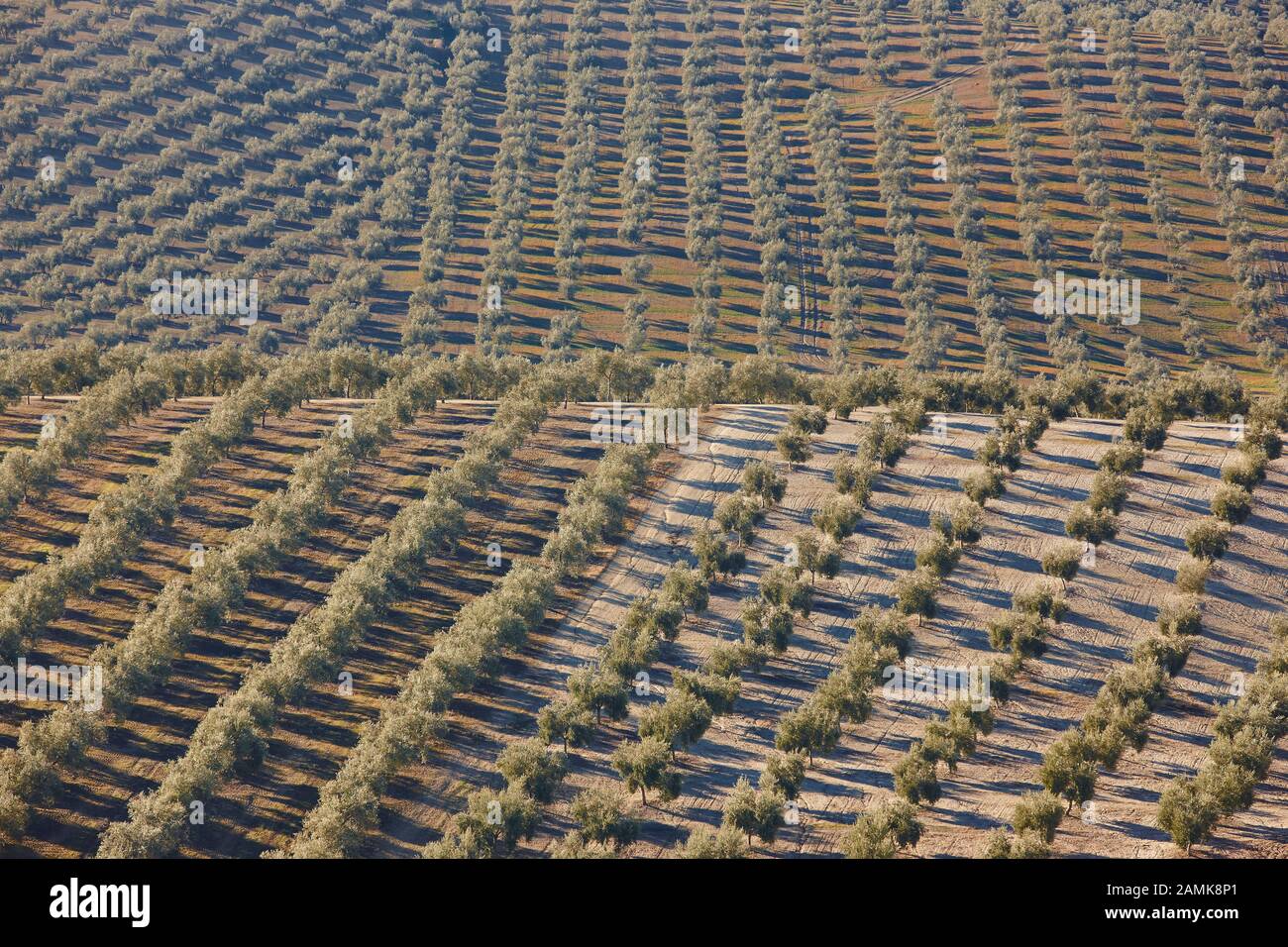 Olive tree fields in Andalusia. Spanish agricultural harvest landscape