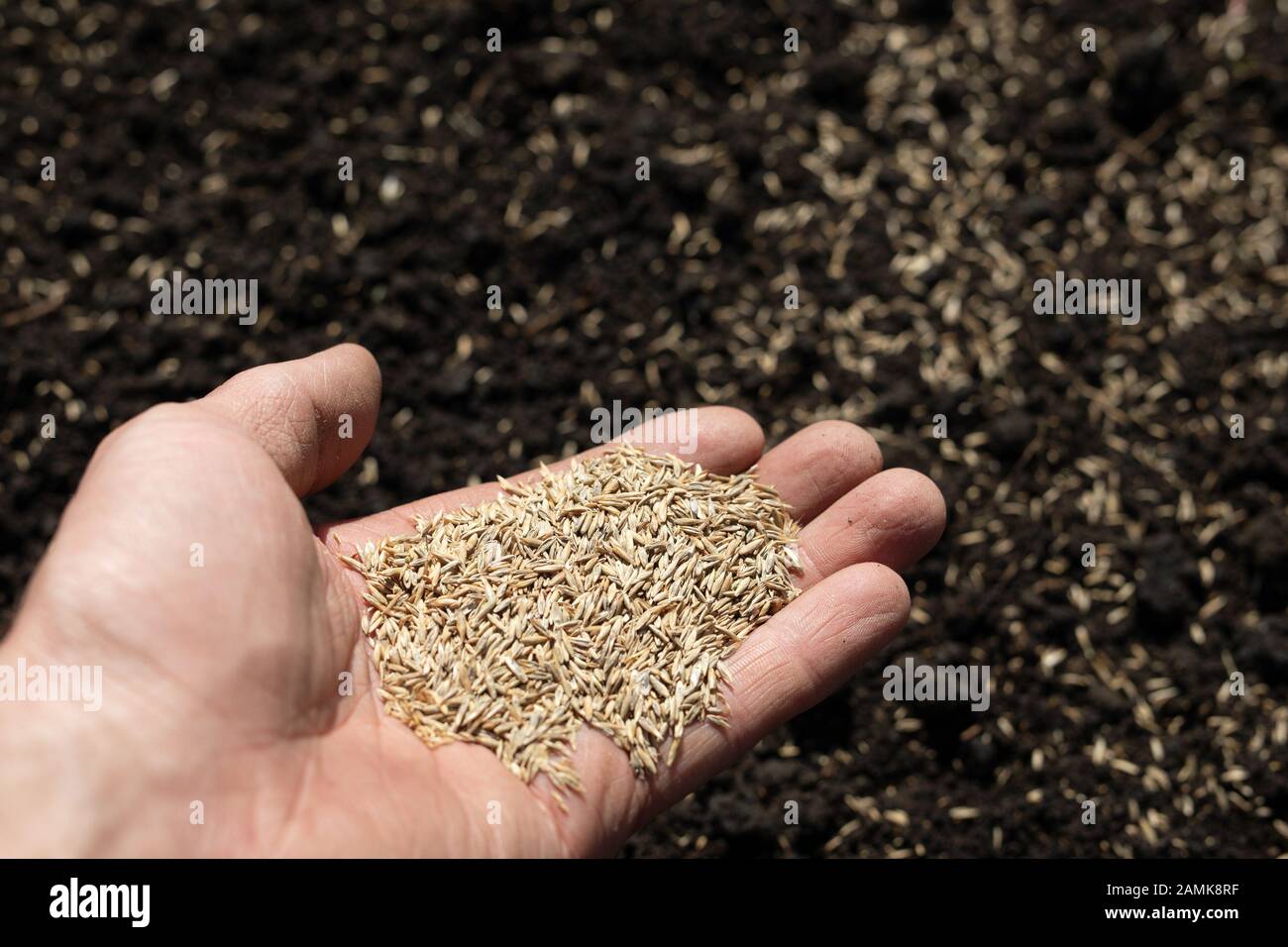 Seeds fall from hand to ground. Sow seeds. Stock Photo
