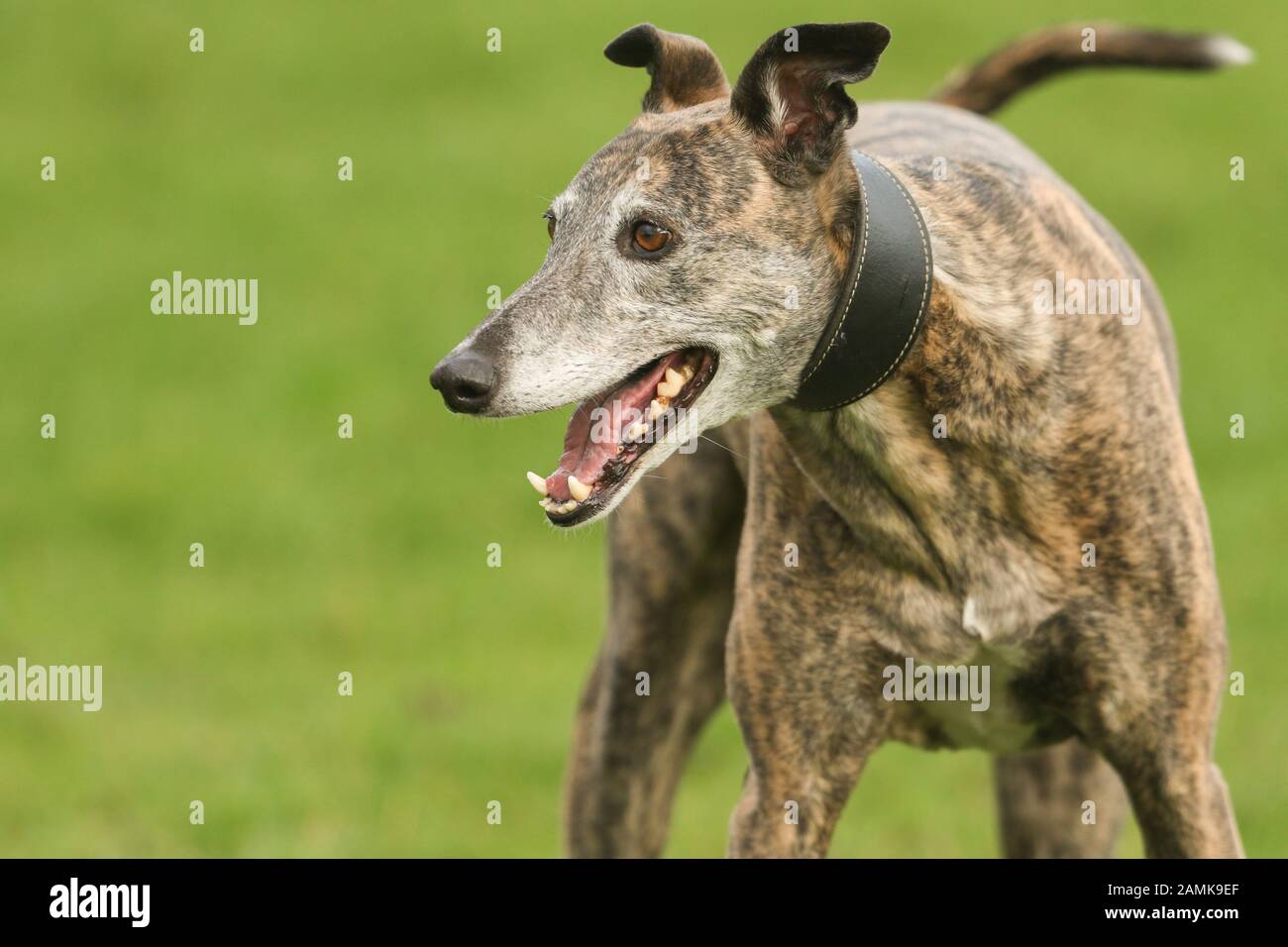 greyhound brindle
