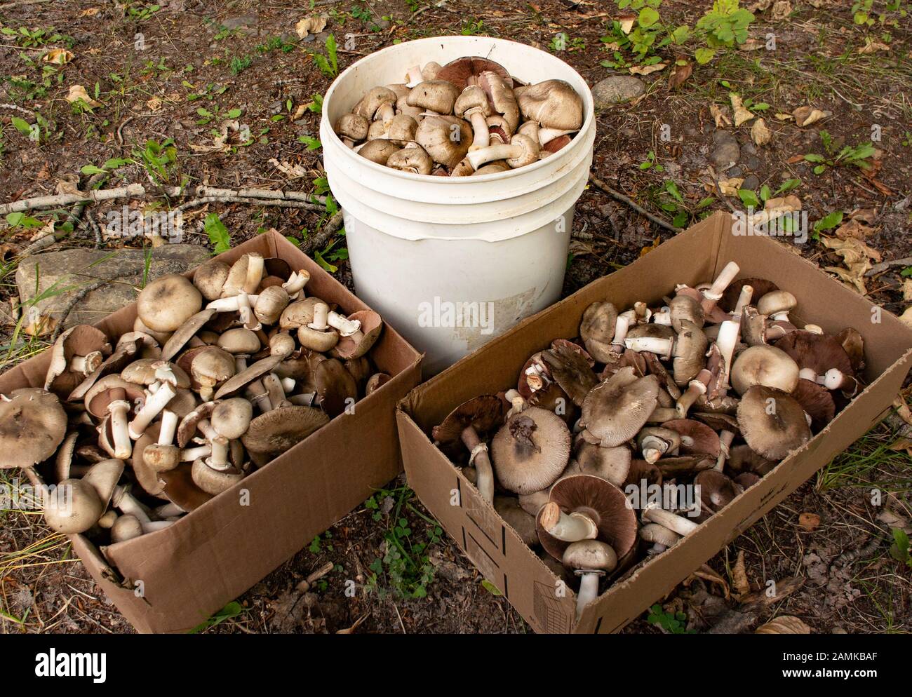 Agaricus cupreobrunneus, collecting Brown Field Mushrooms near Callahan Creek, in Troy, Montana  Agaricus cupreobrunneus  Kingdom: Fungi Phylum: Basid Stock Photo
