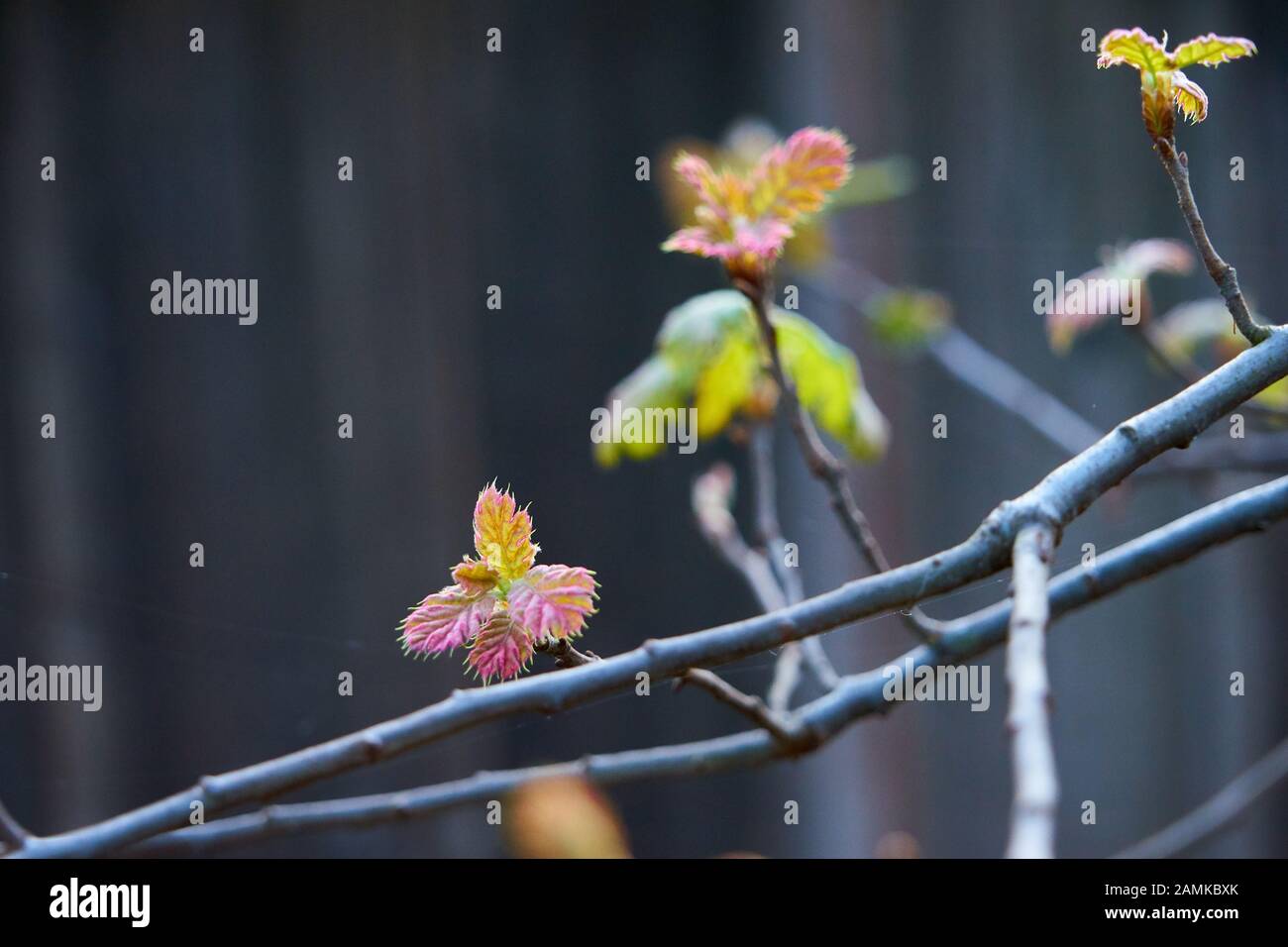 New young oak leaves emerging from tree buds on early spring day in Windsor, California, USA