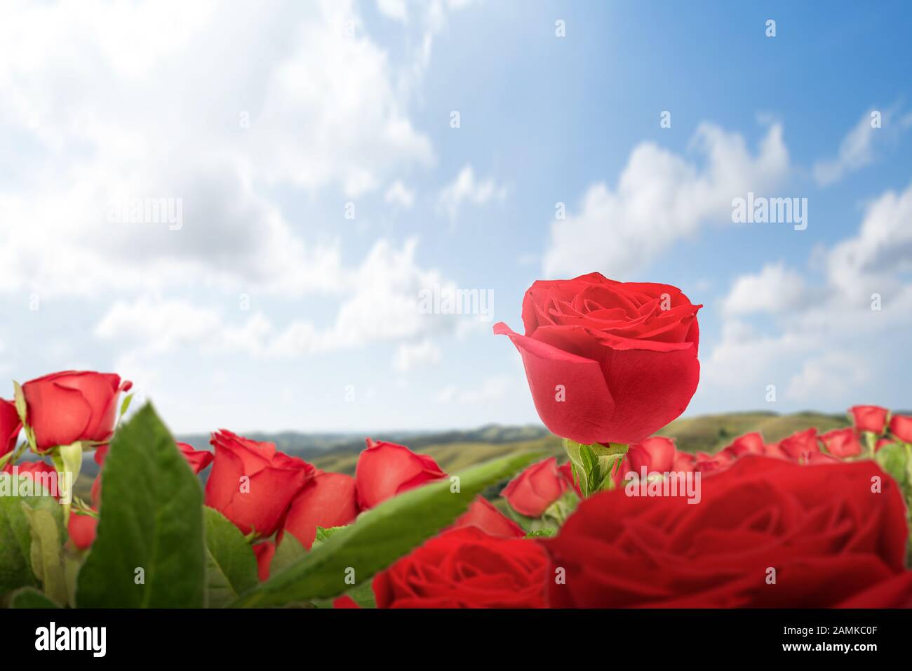 Red rose flower on the field with a blue sky background Stock Photo - Alamy