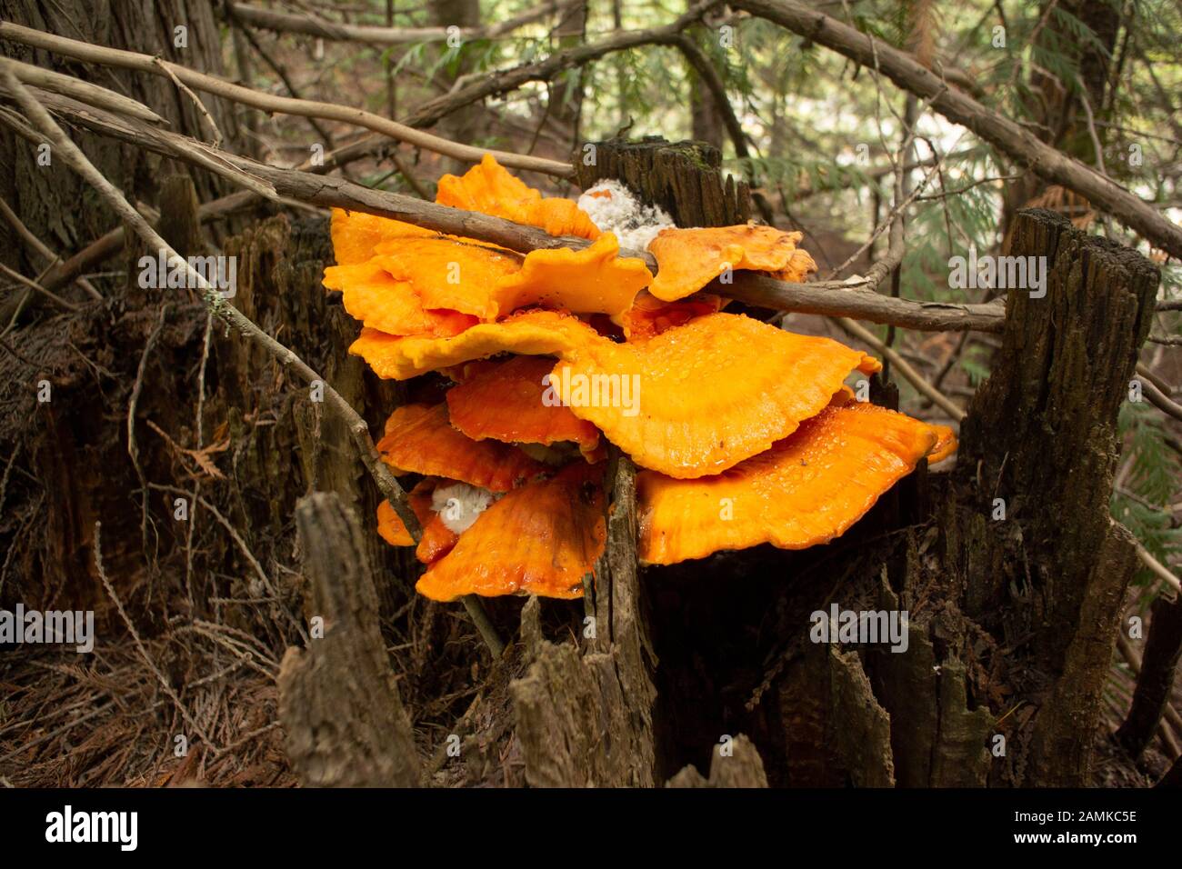 Laetiporus conifericola mushroom, growing on a stump, up on Eagle View, in nothern Sanders County, Montana, on a mid-September day.   Laetiporus conif Stock Photo