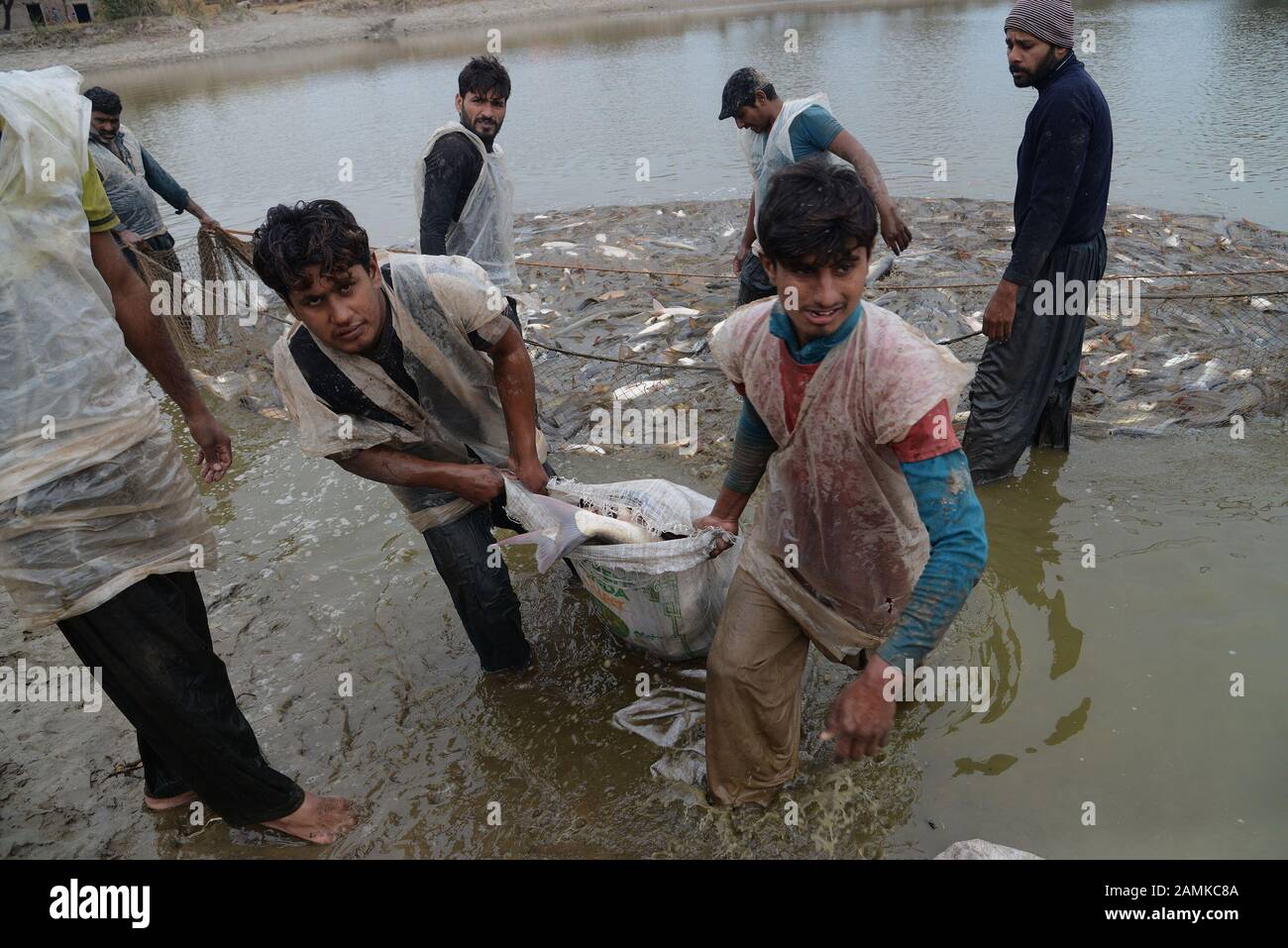 Pakistani fisherman catching fishes with net from fresh water in a ...