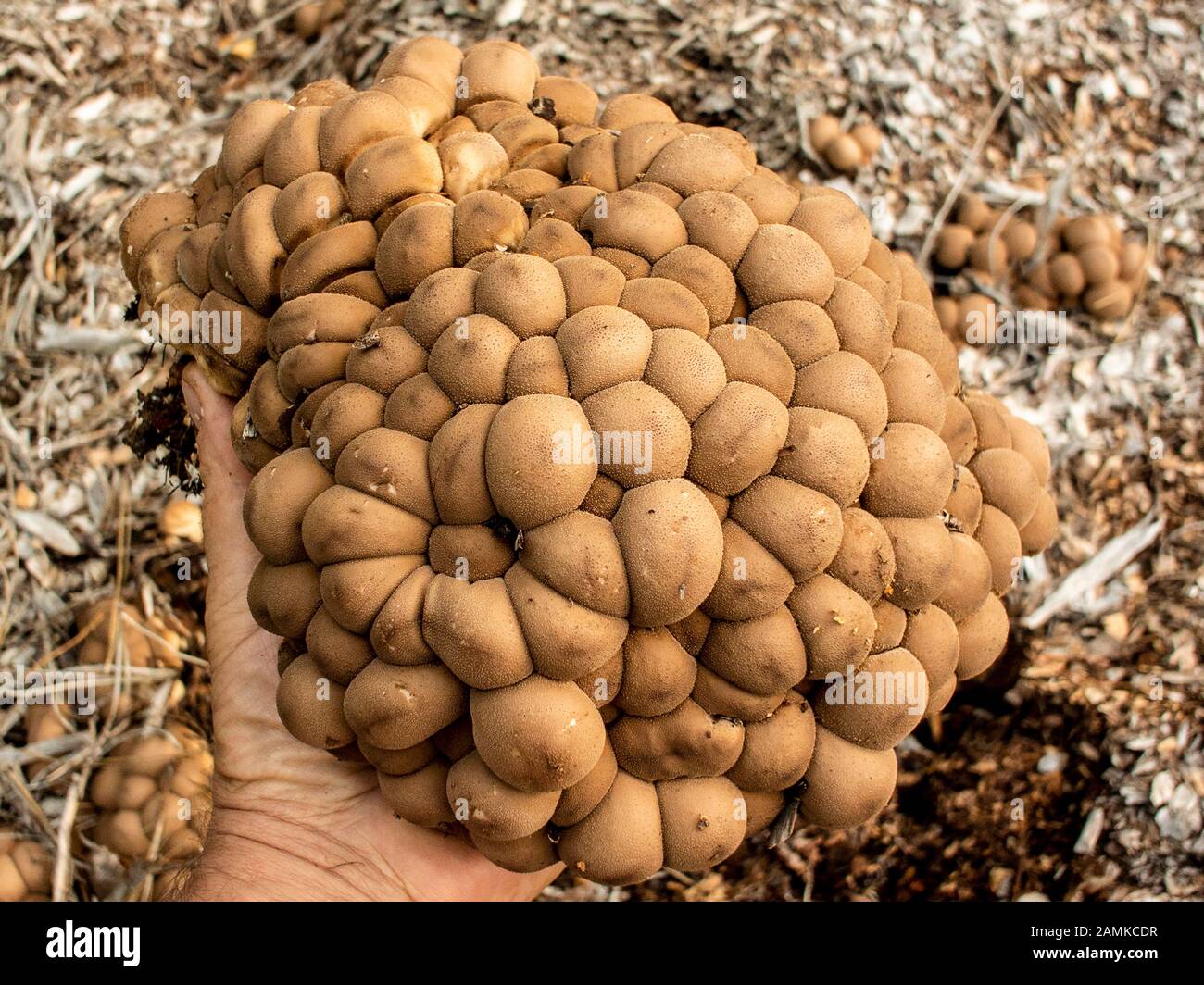 Lycoperdon pyriforme, pear-shaped puffball, stump puffballs growing on wood mulch in a wooded area above bull lake, in Lincoln County, Montana  Lycope Stock Photo