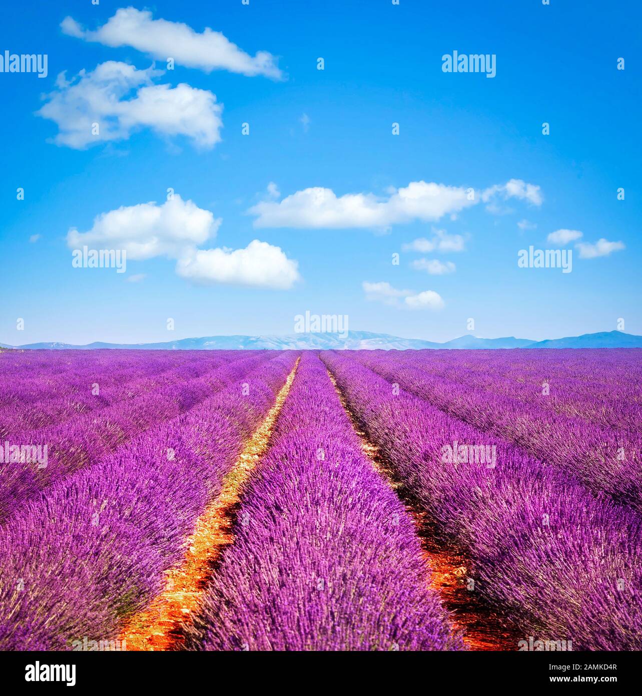 Lavender flower blooming scented fields in endless rows at sunset. Valensole plateau, Provence, France, europe. Stock Photo