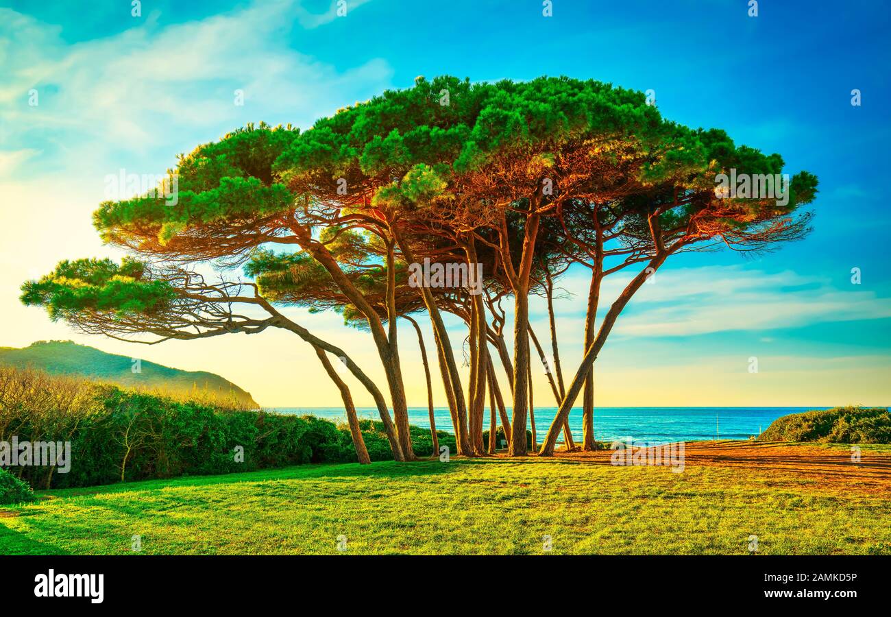 Maritime Pine tree group near sea and beach on sunset. Baratti, Maremma, Piombino, Tuscany, Italy. Stock Photo