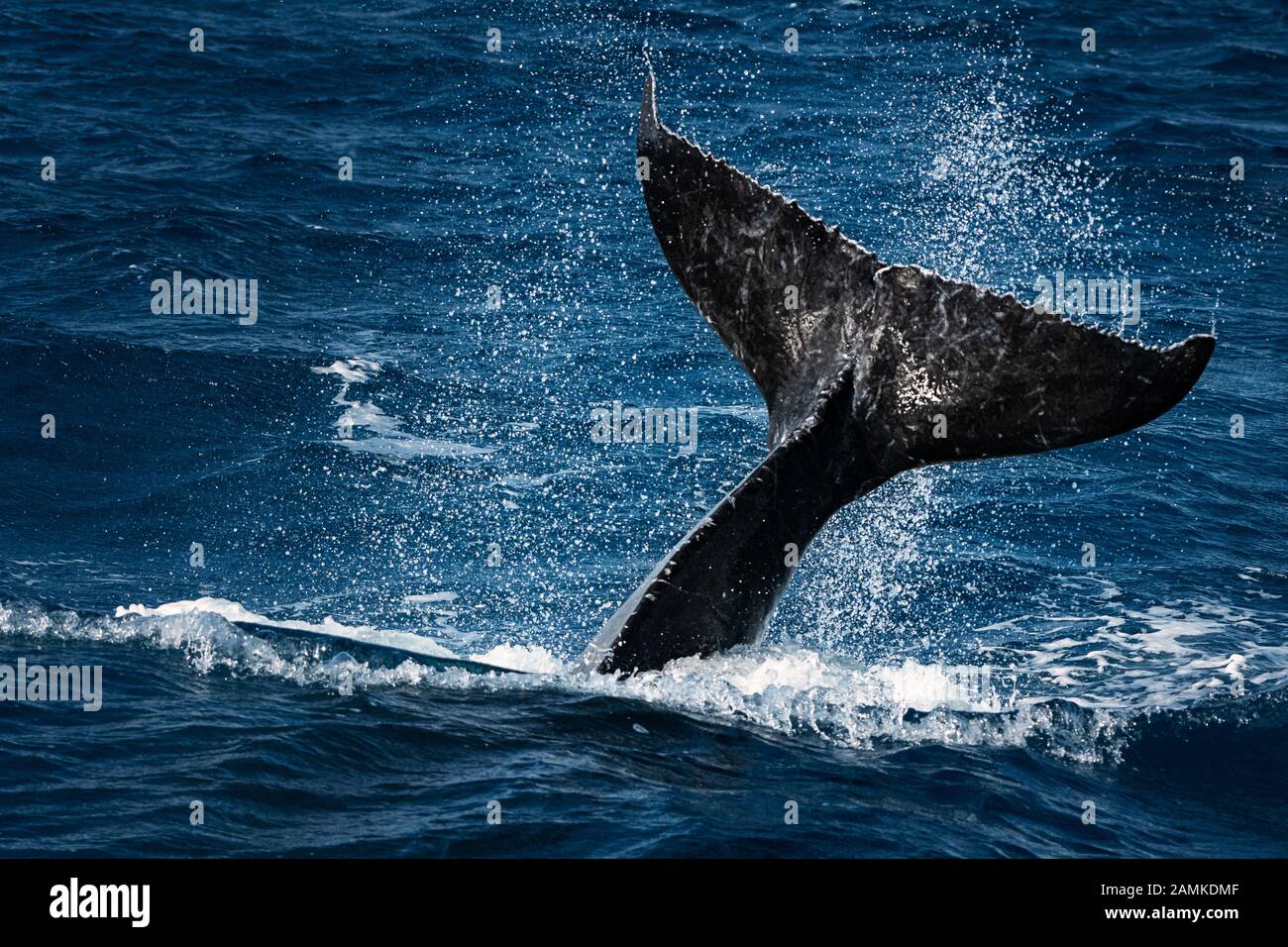 Giant fluke of a Humpback Whale. Stock Photo