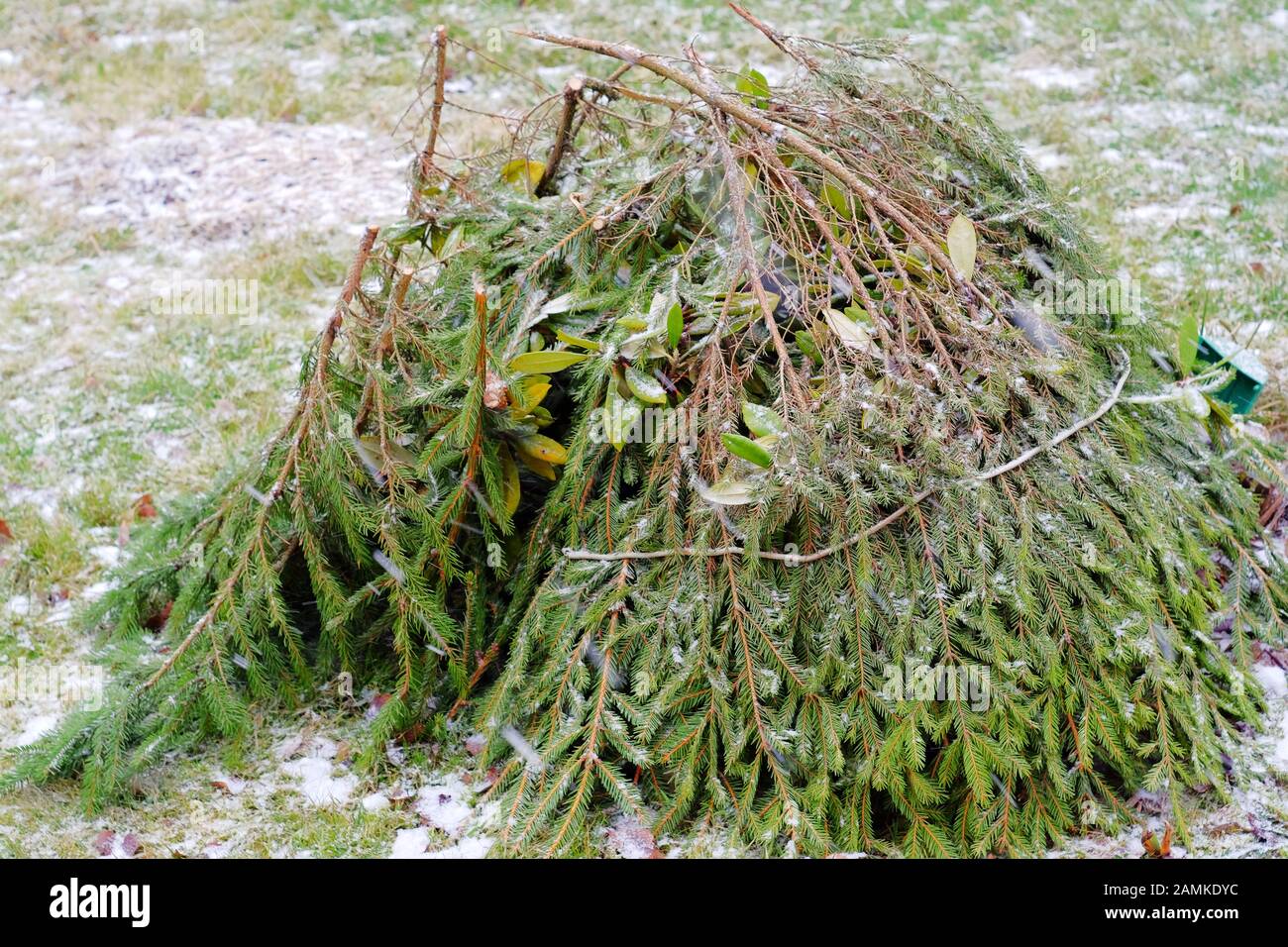 Close up fir tree branches hi-res stock photography and images - Alamy