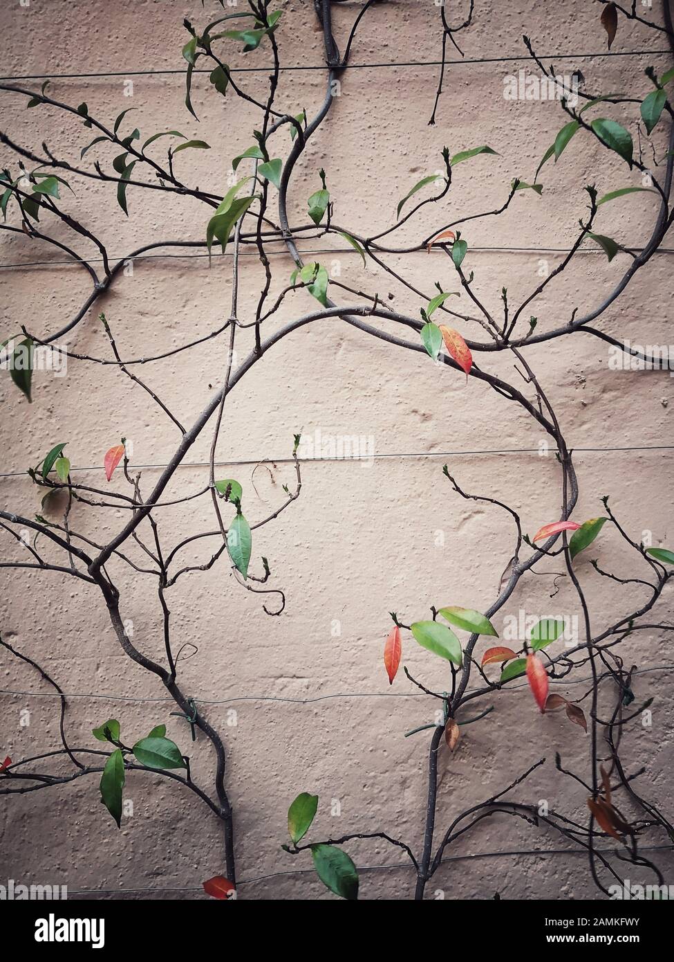 Climbing plants close up hi-res stock photography and images - Alamy