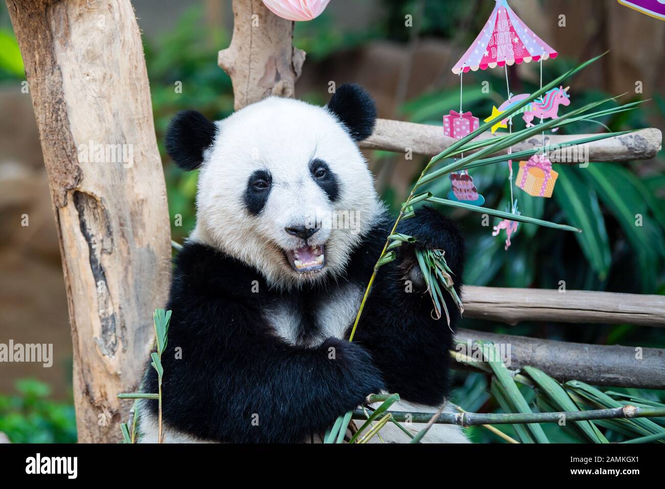 Kuala Lumpur Malaysia 14th Jan 2020 Giant Panda Yi Yi Enjoys