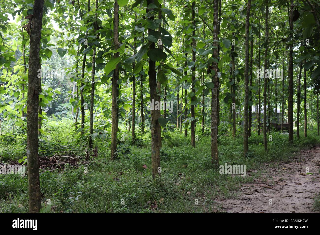 Beautiful green forest trees. Nature green trees backgrounds Stock ...