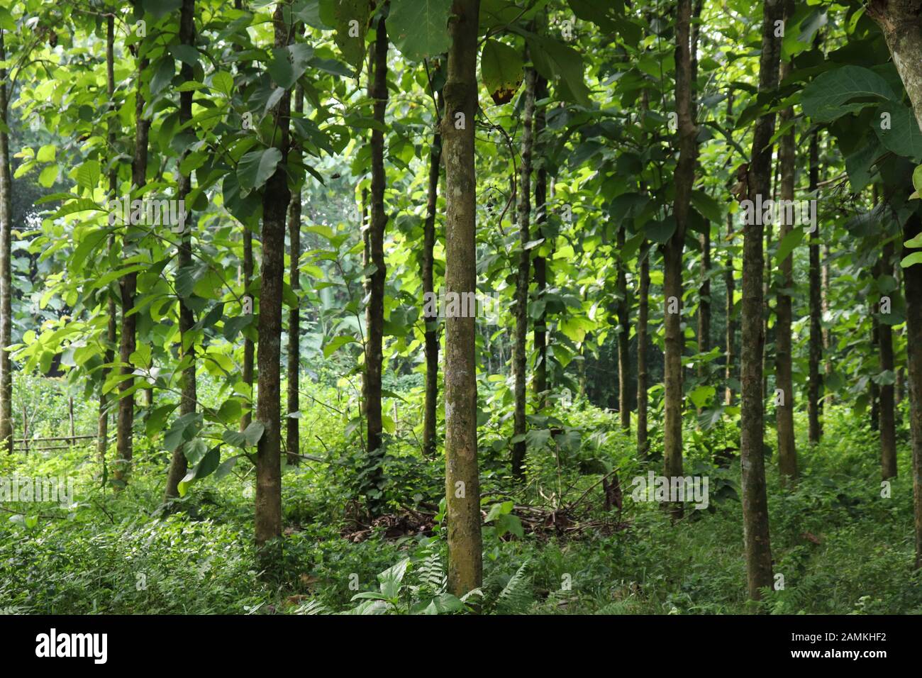 Beautiful green forest. Nature green trees backgrounds Stock Photo - Alamy