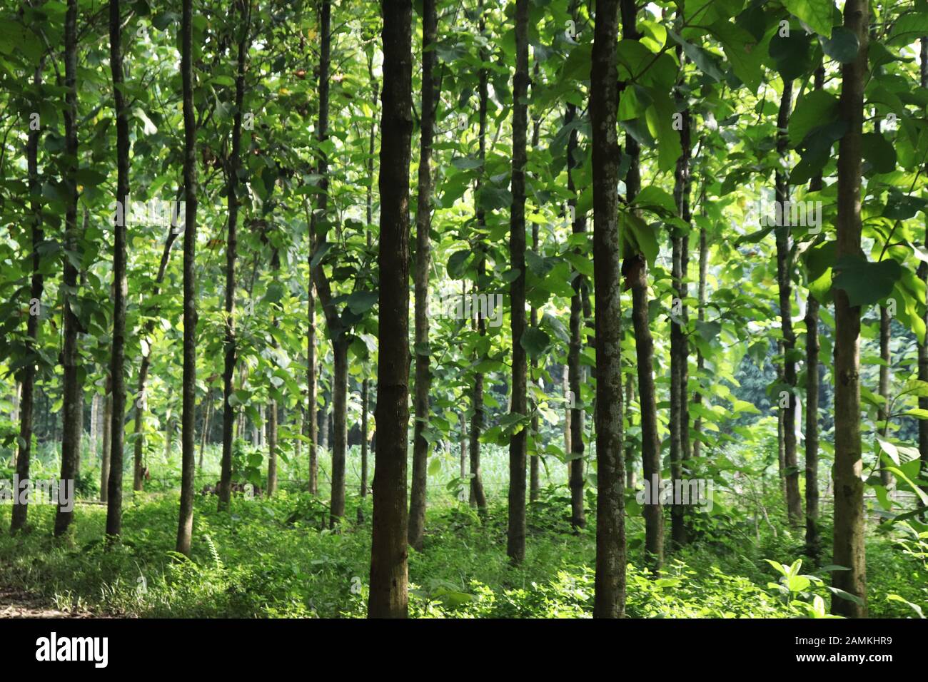 Forest trees. Nature green trees backgrounds Stock Photo - Alamy