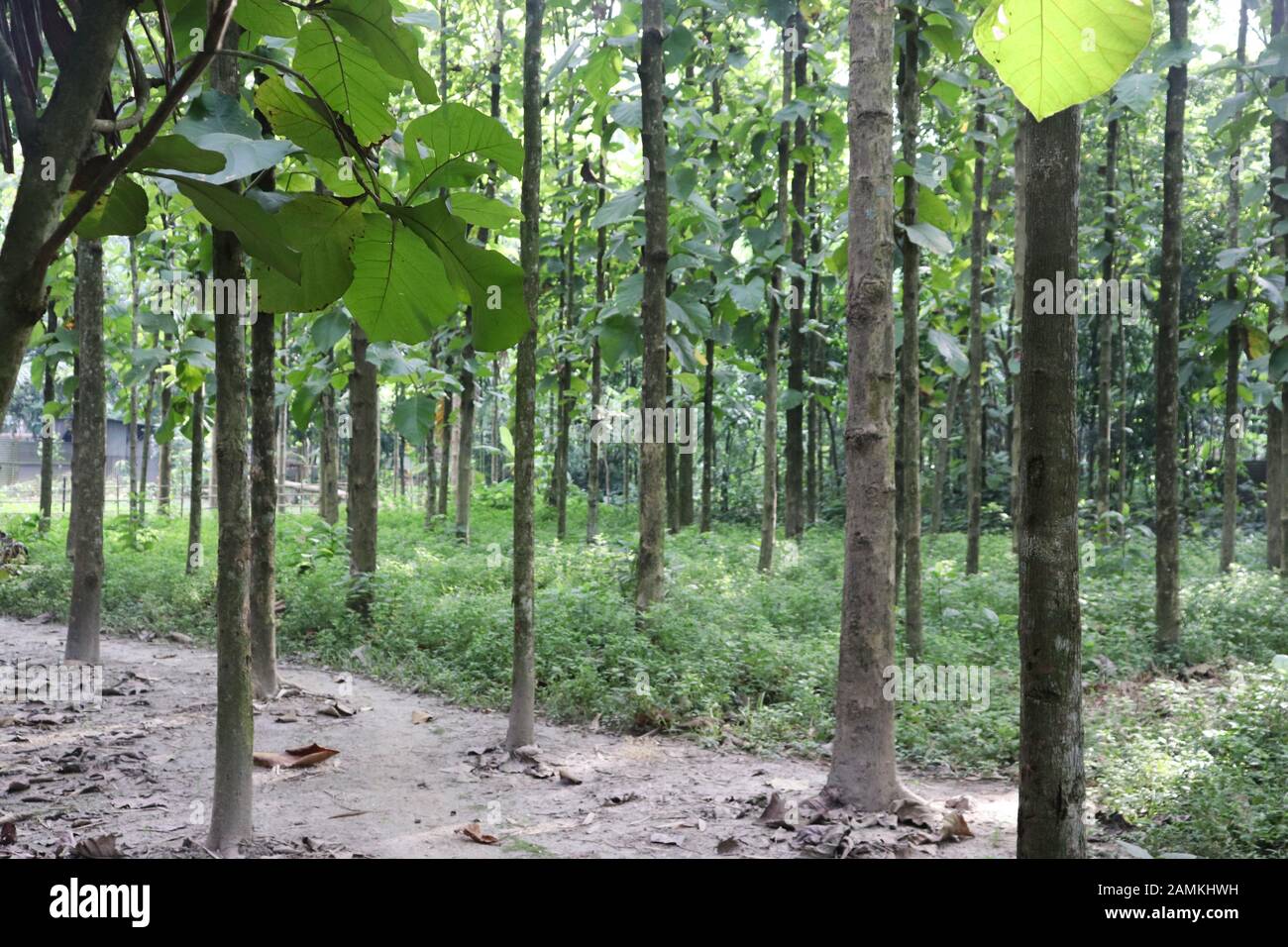 Beautiful green forest trees. Nature green trees backgrounds Stock ...