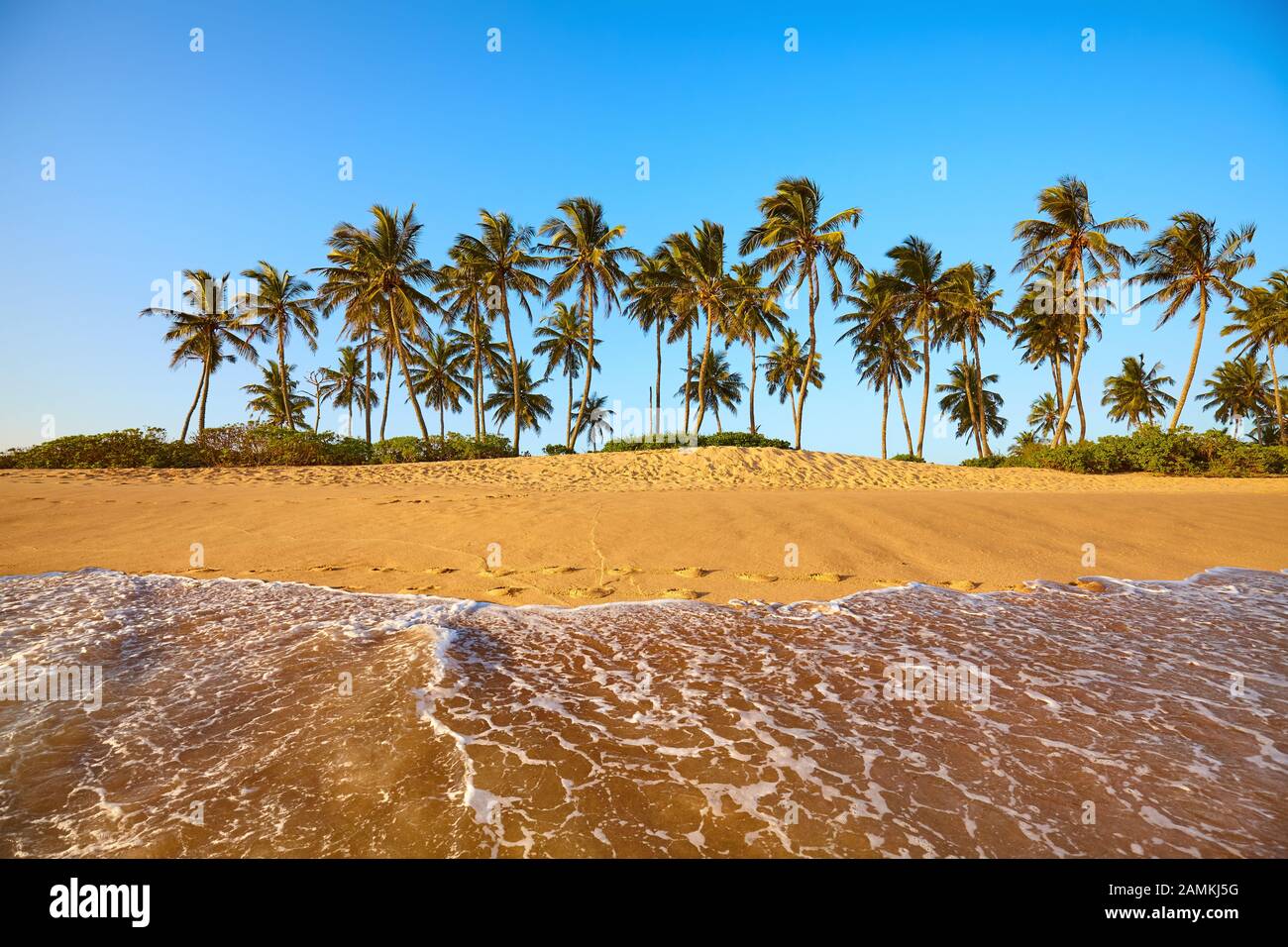 Tropical beach with coconut palm trees at sunset, Sri Lanka Stock Photo ...