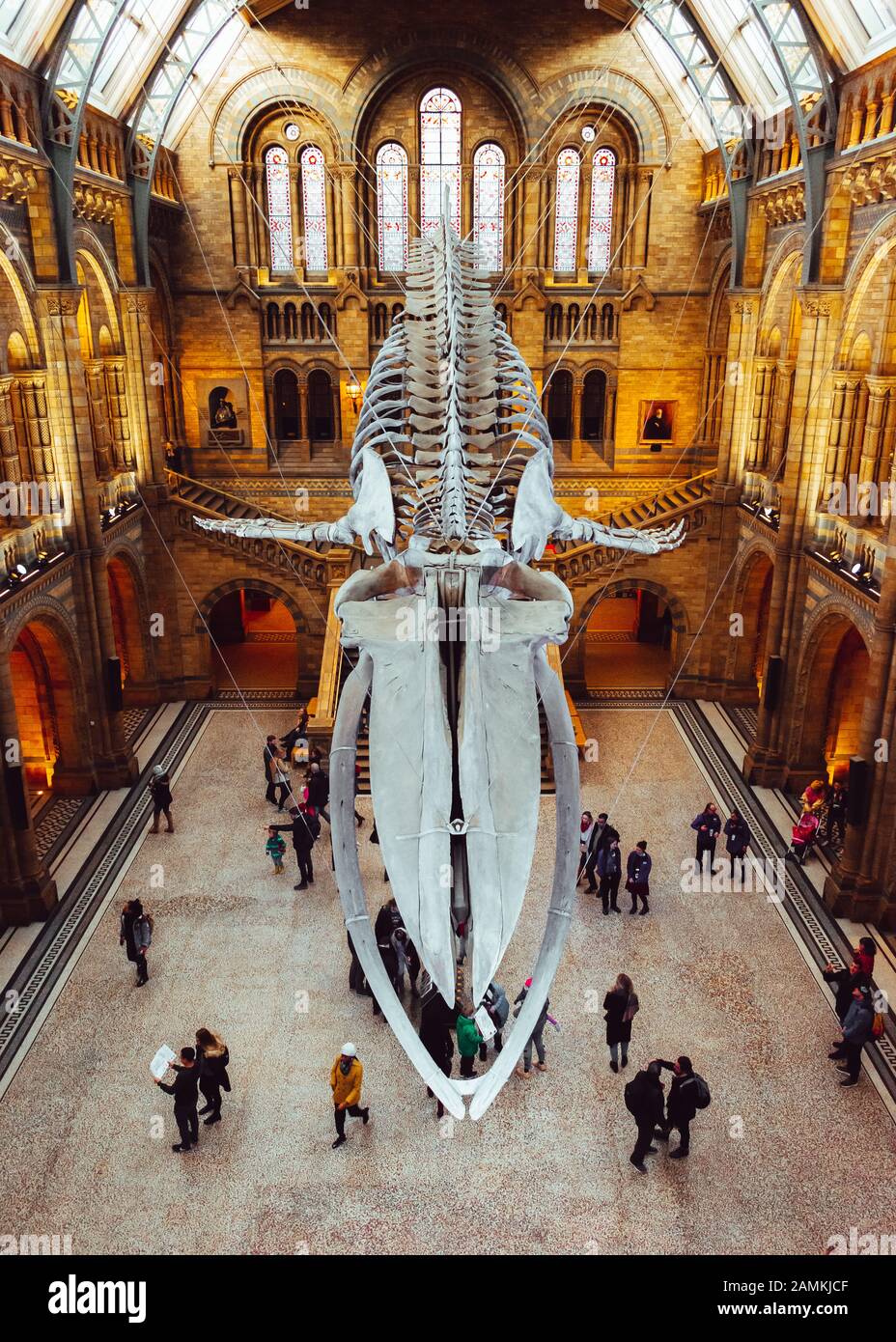 London, UK/Europe; 21/12/2019: Blue whale skeleton in the main hall of the Natural History Museum of London Stock Photo