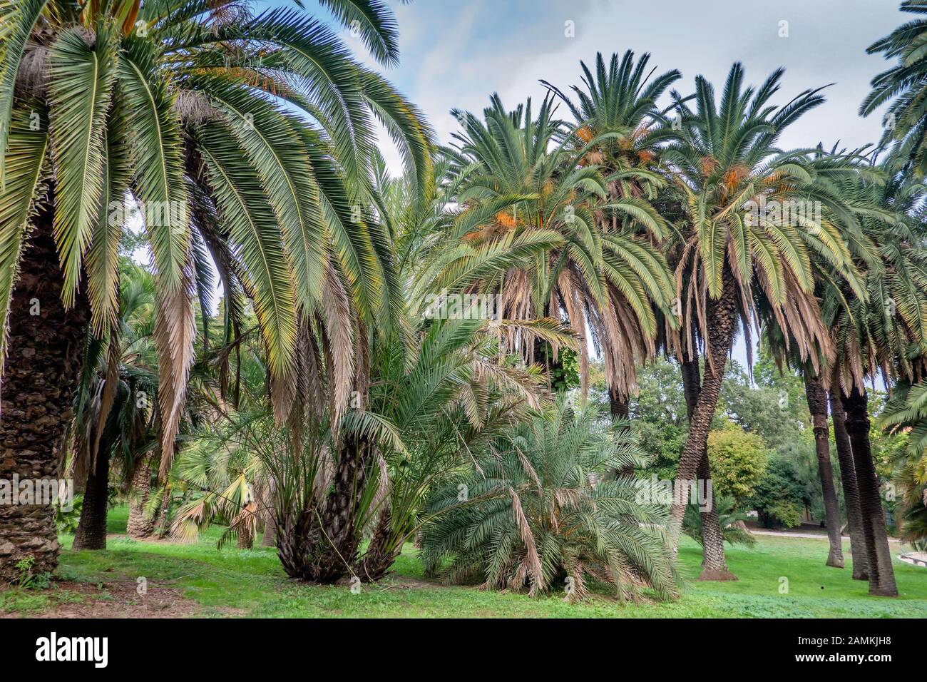 Palm trees in Botanical Garden in Trastevere, Rome Italy Stock Photo