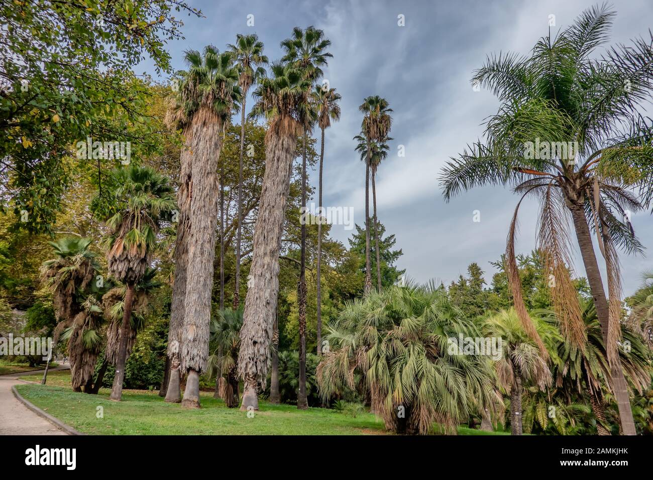 Palm trees in Botanical Garden in Trastevere, Rome Italy Stock Photo