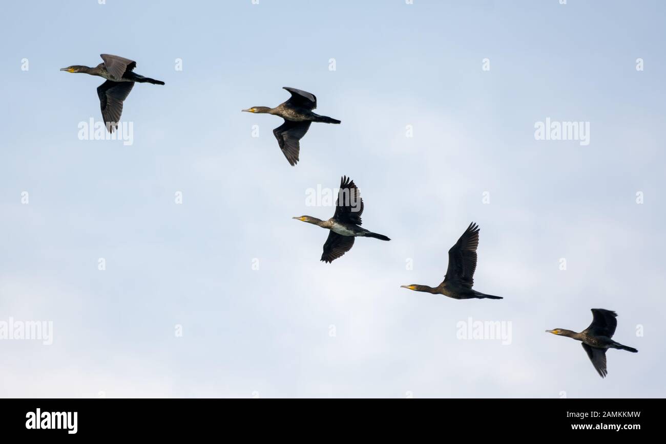 Five Great cormorants fly together in blue sky Stock Photo