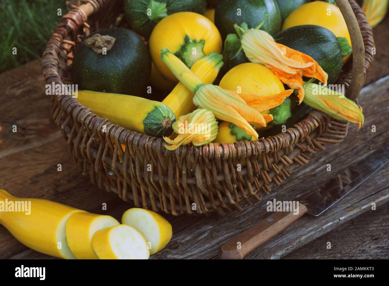 Harvesting zucchini. Fresh squash lying in basket. Fresh squash picked from the garden. Organic food concept Stock Photo