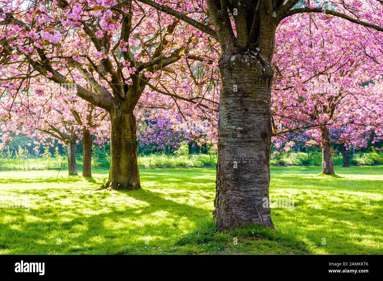 A row of blossoming Japanese cherry trees in a grassy meadow by a sunny spring afternoon, with branches laden with clusters of pink flowers. Stock Photo