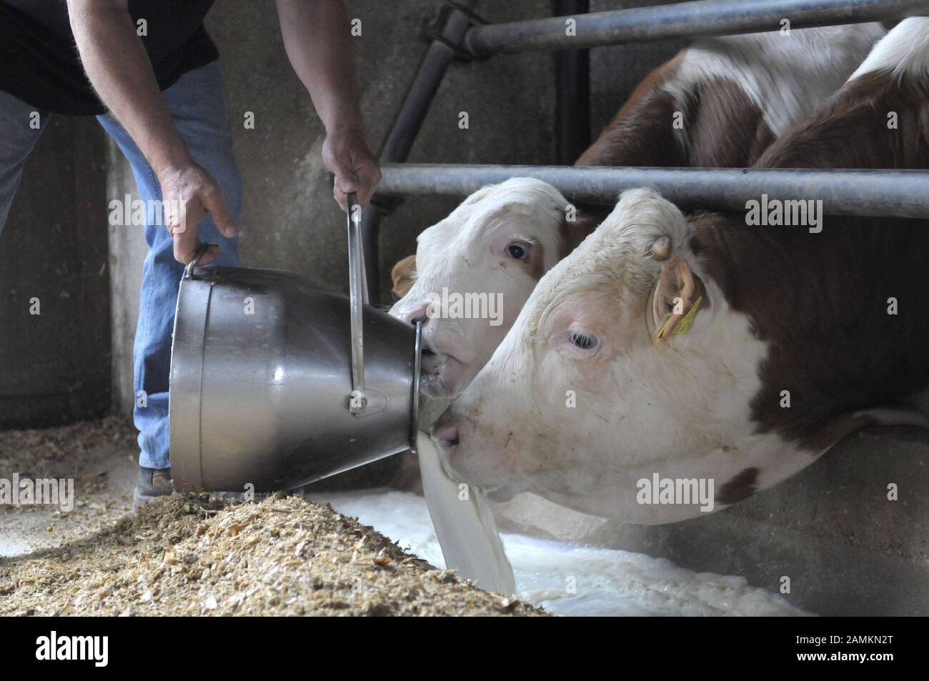 Bavarian farmer feeds his Mich in protest to his cattle instead of selling them to dairies at a low price. [automated translation] Stock Photo