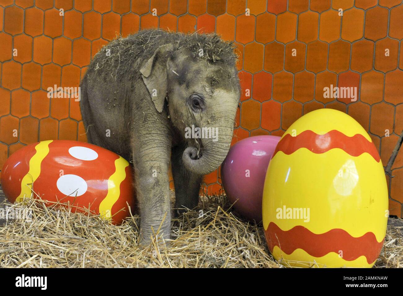 Baby elephant 'Jamuna Toni' advertises the Easter egg hunt in the Munich zoo  Hellabrunn between oversized Easter eggs. [automated translation] Stock  Photo - Alamy