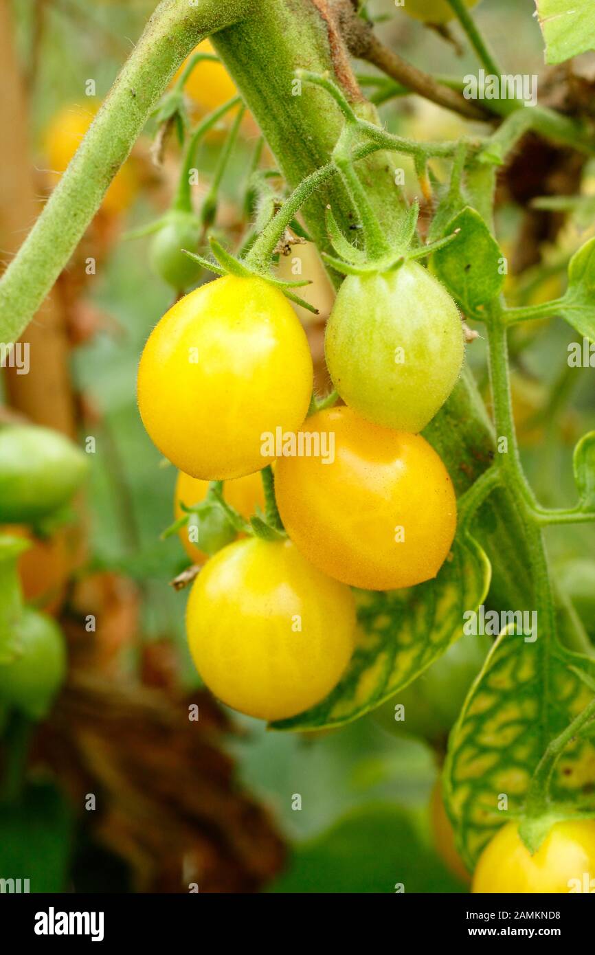 Solanum lycopersicum Ildi, an indeterminate cherry tomato, fruiting in a greenhouse. AGM Stock Photo