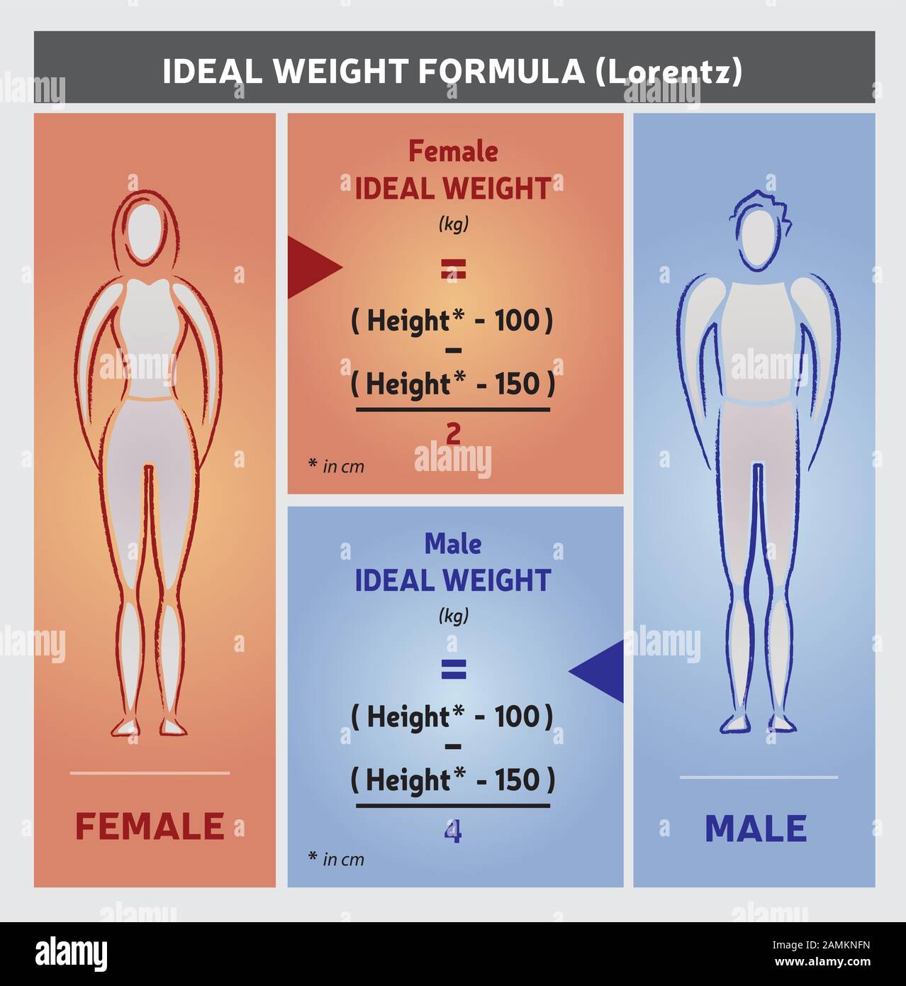 Ideal Weight Formula Illustration - Female and Male Silhouettes Stock Vector