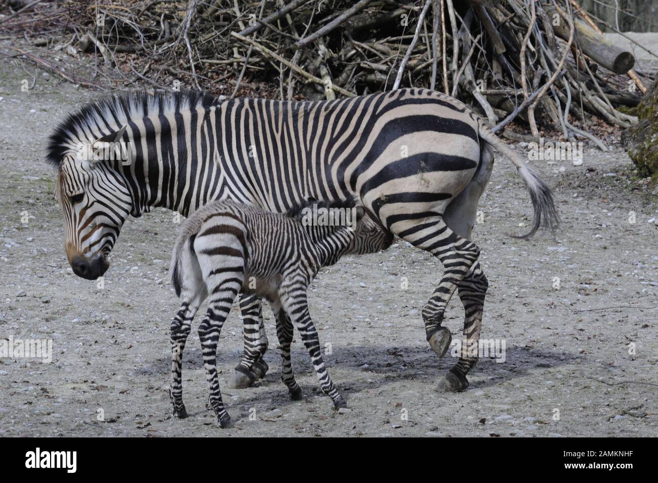 A newborn zebra cub in the Munich zoo Hellabrunn is drinking with his