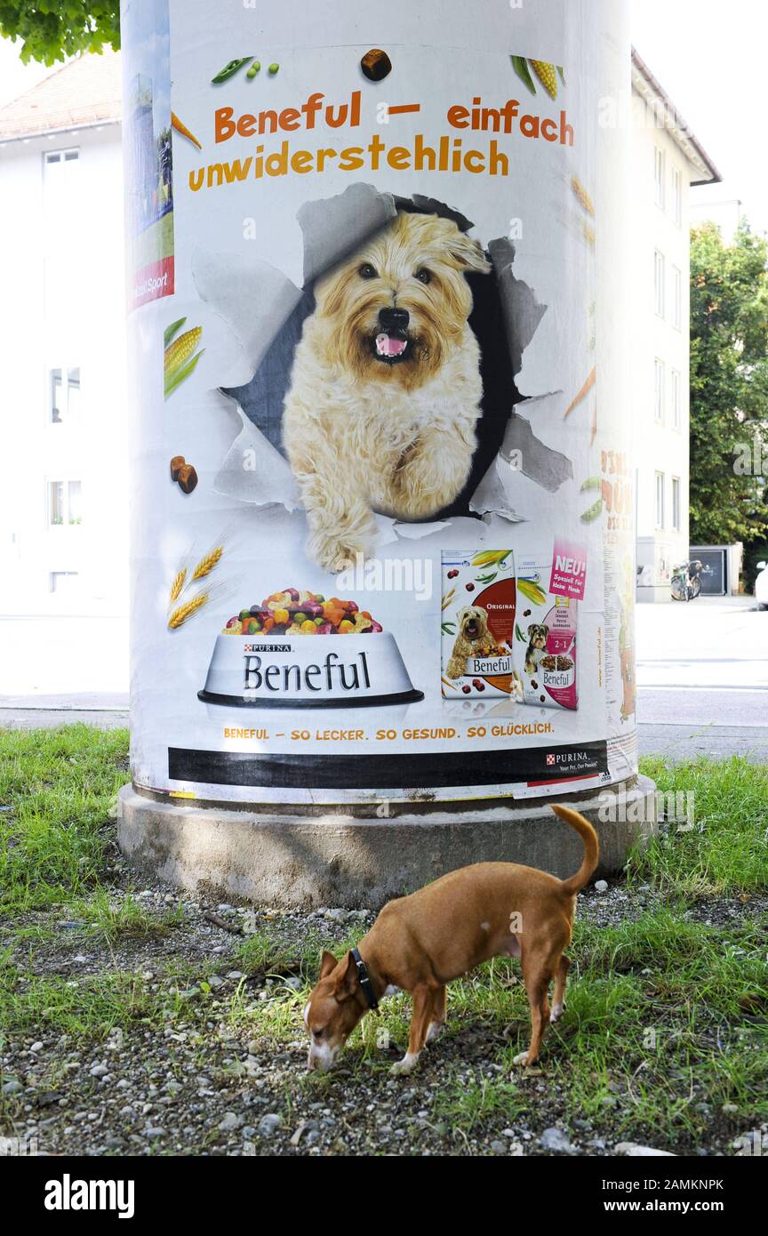 The posters of the dog food company 'Beneful' are allegedly impregnated with fragrances for dogs. Dog Cinnamon, however, shows no reaction to the scent posters. [automated translation] Stock Photo
