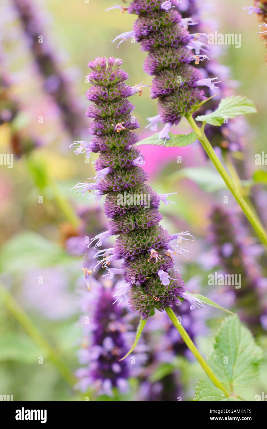 Agastache 'Blackadder' giant hyssop in late summer garden border. Aromatic herbaceous perennial. UK Stock Photo