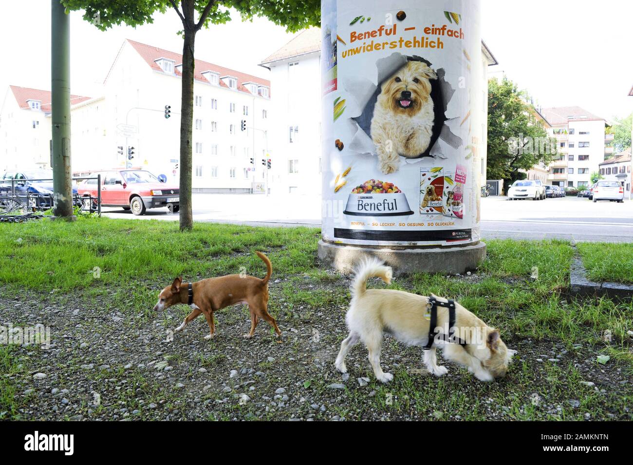 The posters of the dog food company 'Beneful' are allegedly impregnated with fragrances for dogs. However, the dogs Cinnamon and Sissi in the photos do not show any reaction to the scented posters. [automated translation] Stock Photo