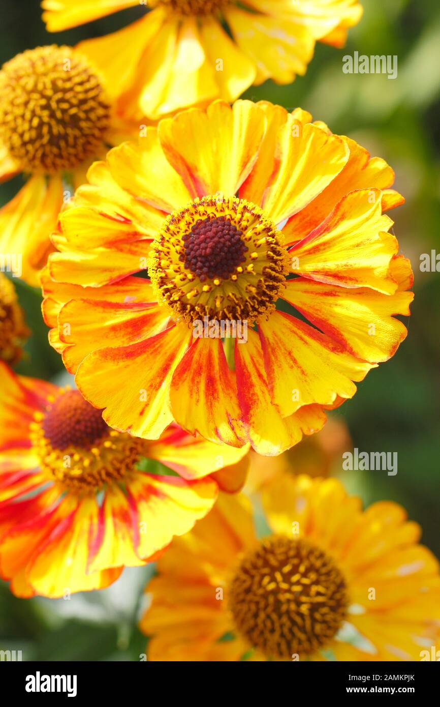 Helenium 'Can Can' perennial sneezeweed in late summer - September. UK Stock Photo