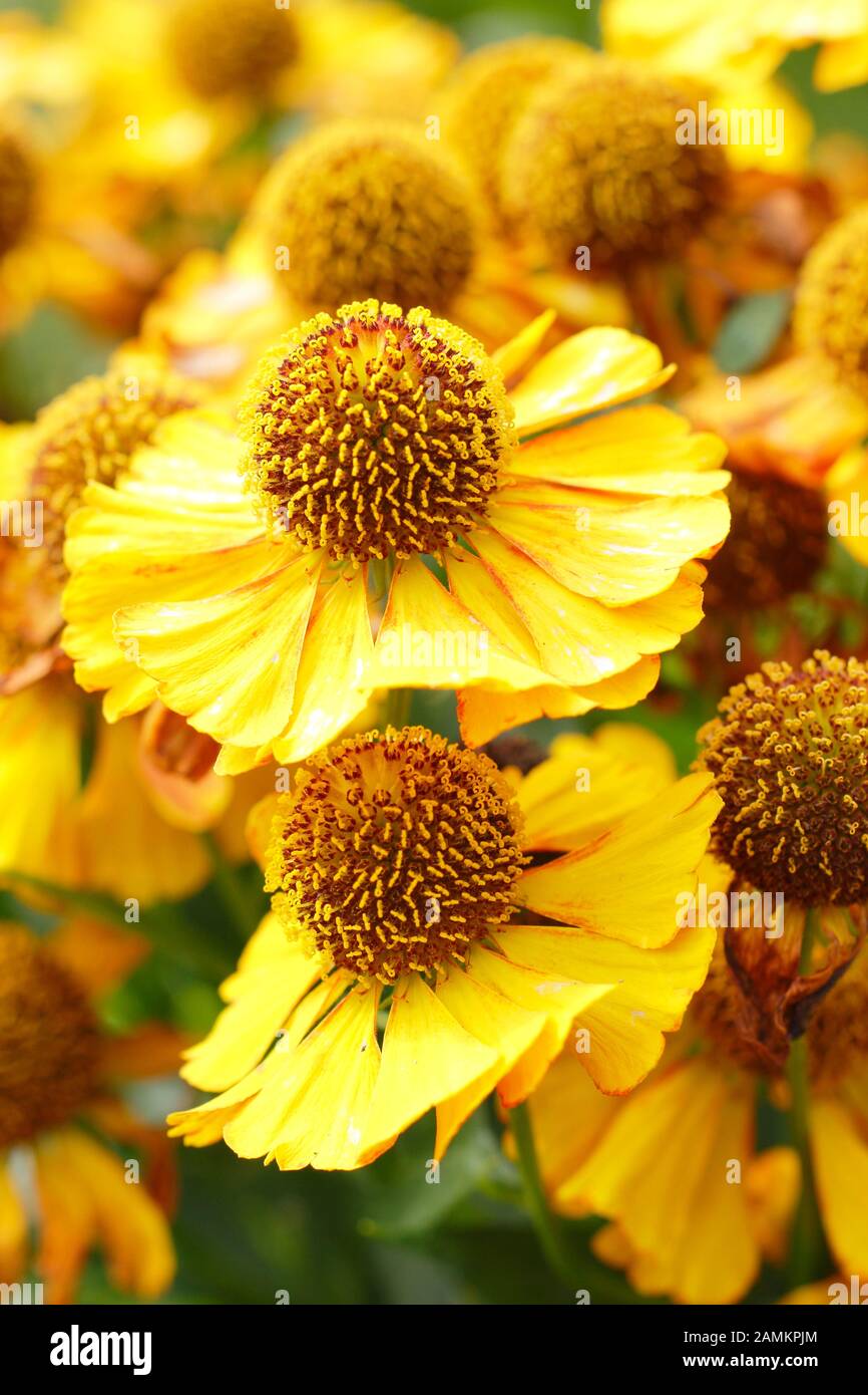 Helenium 'Can Can' perennial sneezeweed in late summer - September. UK Stock Photo