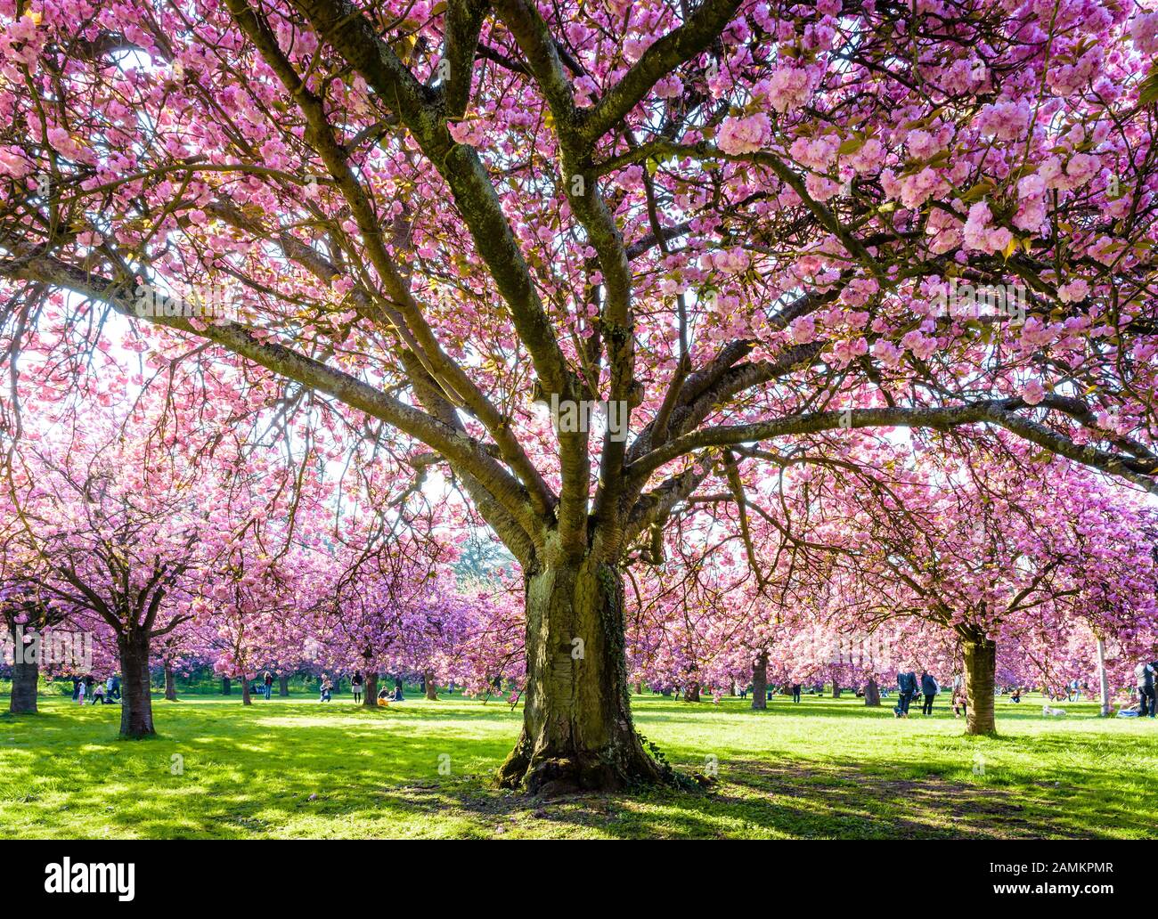 View from below of a blossoming Japanese cherry tree in a grassy meadow by a sunny spring afternoon, with branches laden with clusters of pink flowers Stock Photo