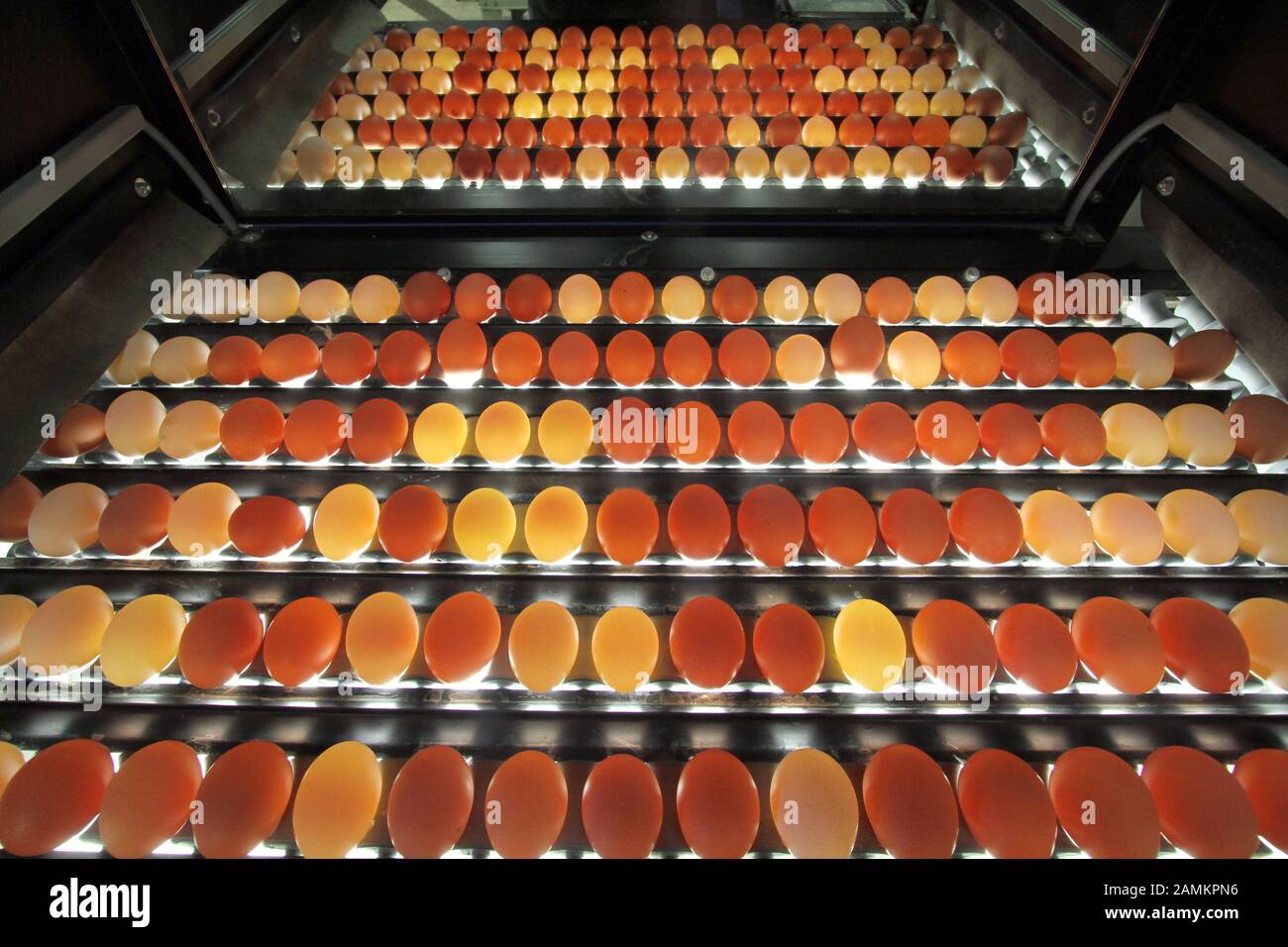 Mechanical egg sorting on the Bentenrieder Hof of Matthias Wackerl in Prittlbach near Hebertshausen, a family business with industrial production methods. [automated translation] Stock Photo