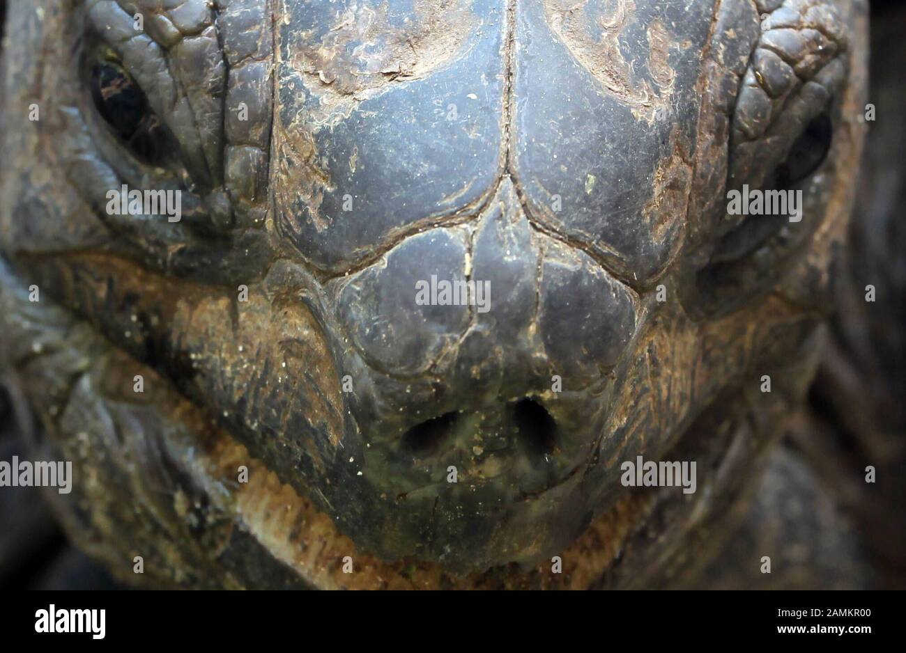 Giant turtle 