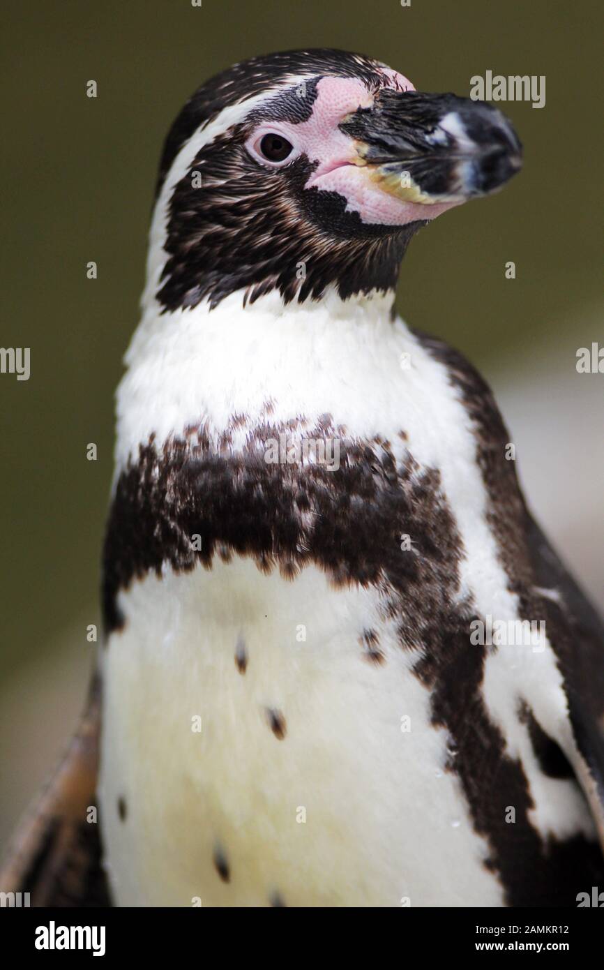 Little Penguin at Hellabrunn Zoo. [automated translation] Stock Photo