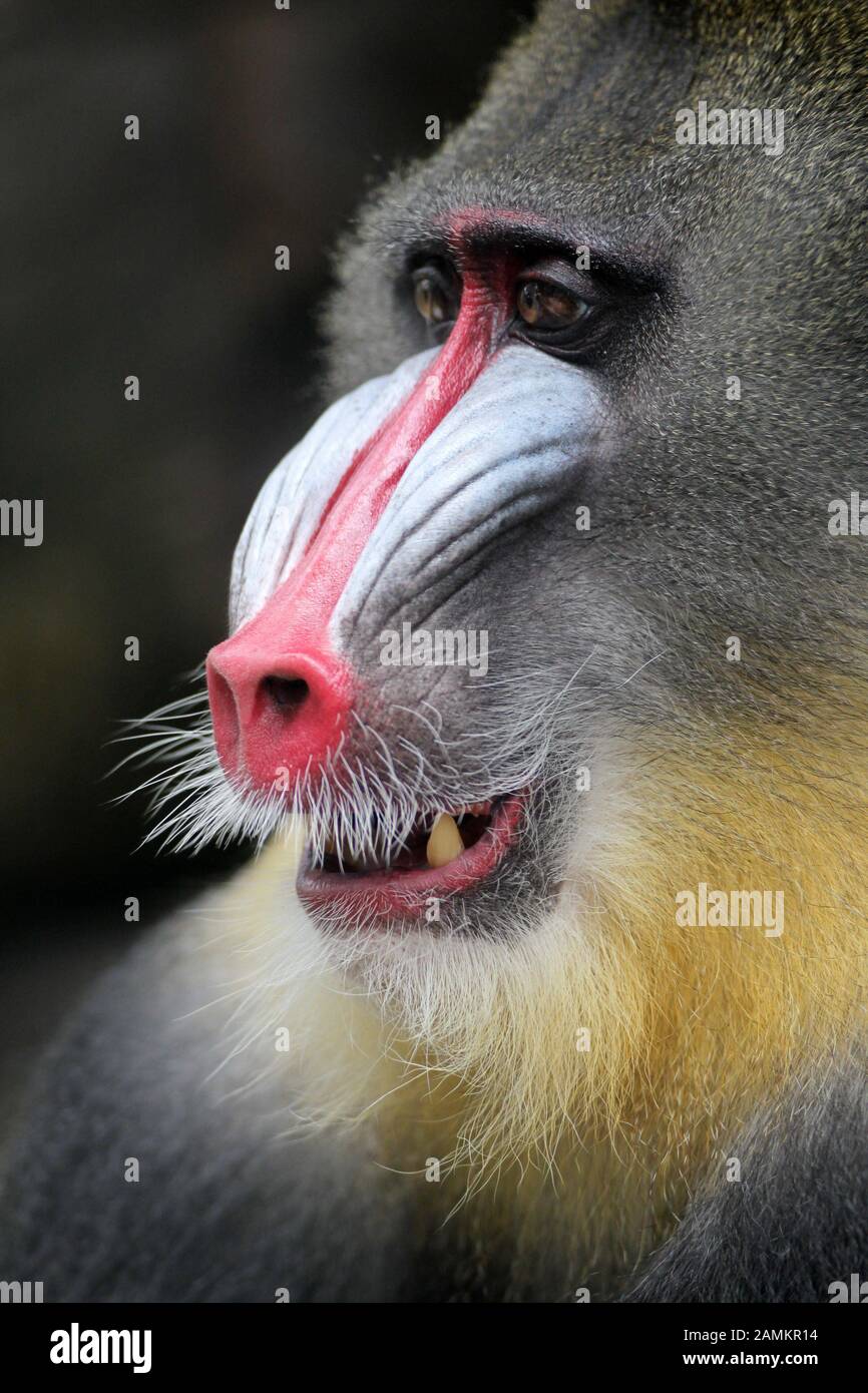 Mandrill in the zoo Hellabrunn. [automated translation] Stock Photo