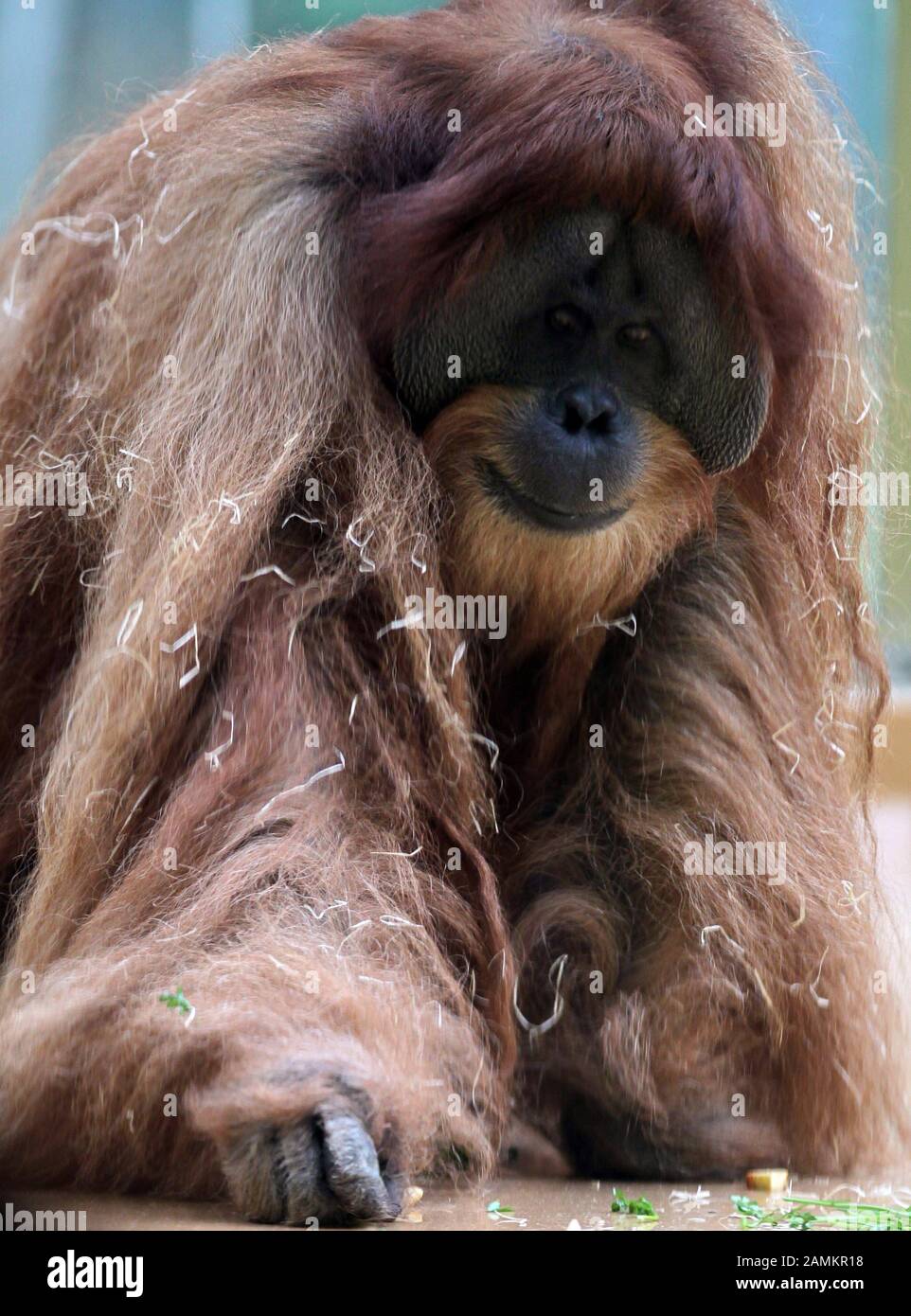 Orangutan in the zoo Hellabrunn. [automated translation] Stock Photo