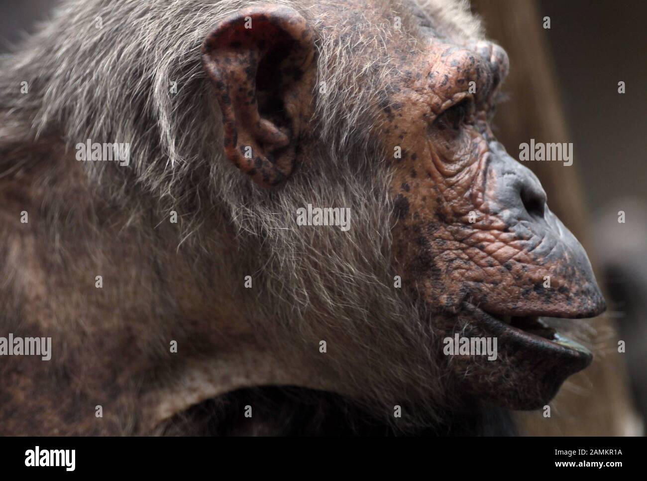 Chimpanzee in the zoo Hellabrunn. [automated translation] Stock Photo