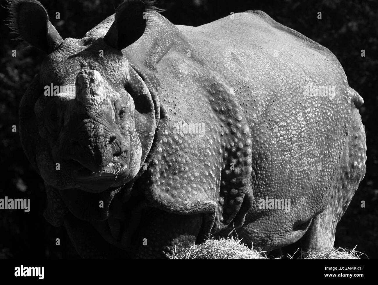 Rhinoceros in the zoo Hellabrunn. [automated translation] Stock Photo