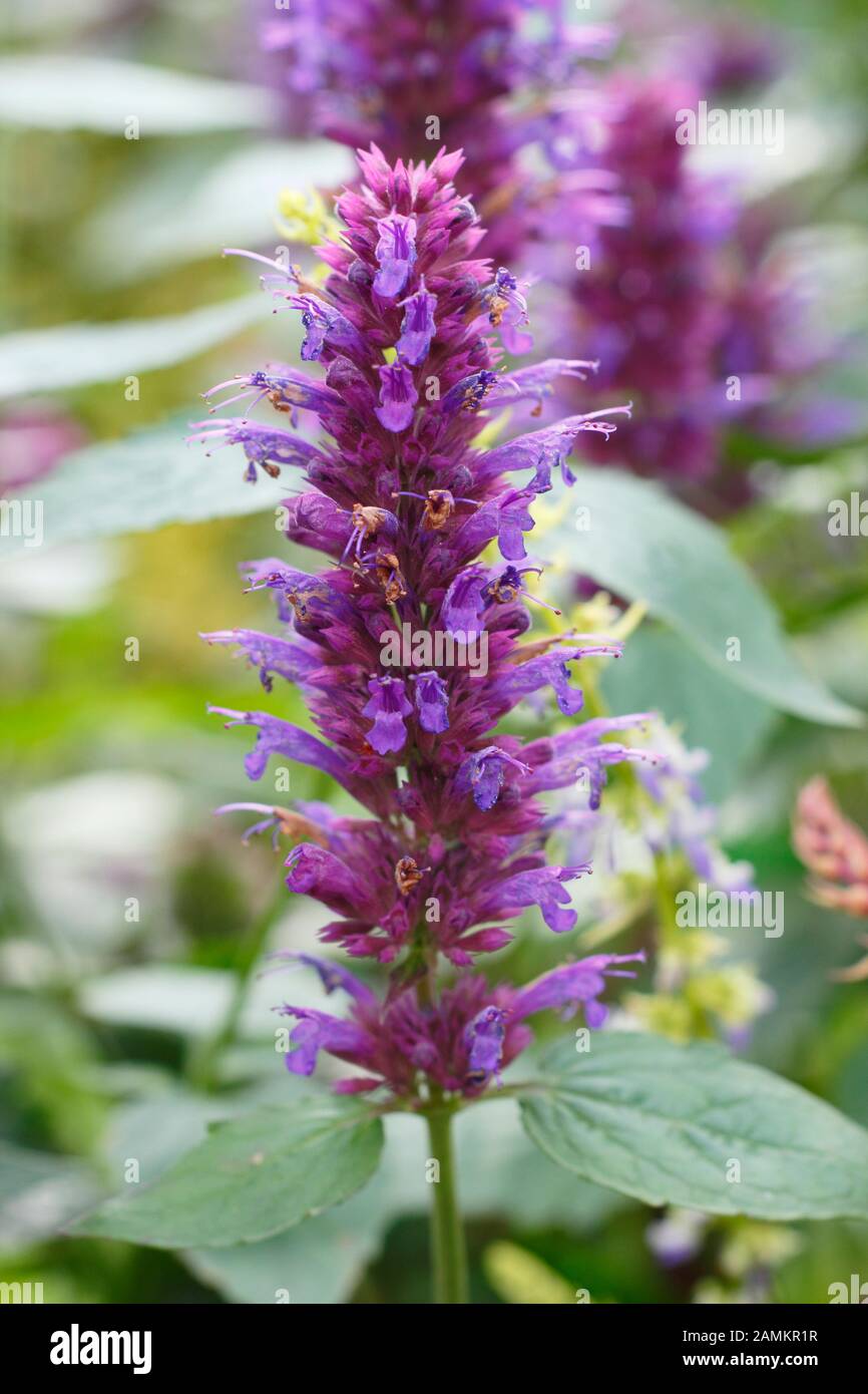 Agastache 'Blue Boa' giant hyssop displaying characteristic purple spikes borne on aromatic foliage. Stock Photo