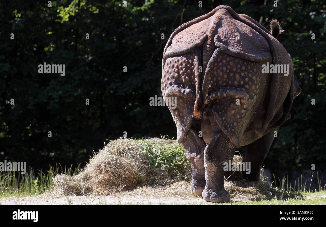 Rhinoceros in the zoo Hellabrunn. [automated translation] Stock Photo